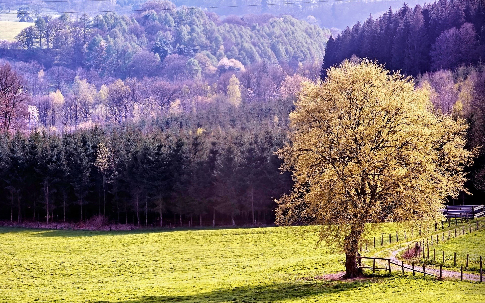 Tree in a sunlit meadow with a forest background HD Wallpaper