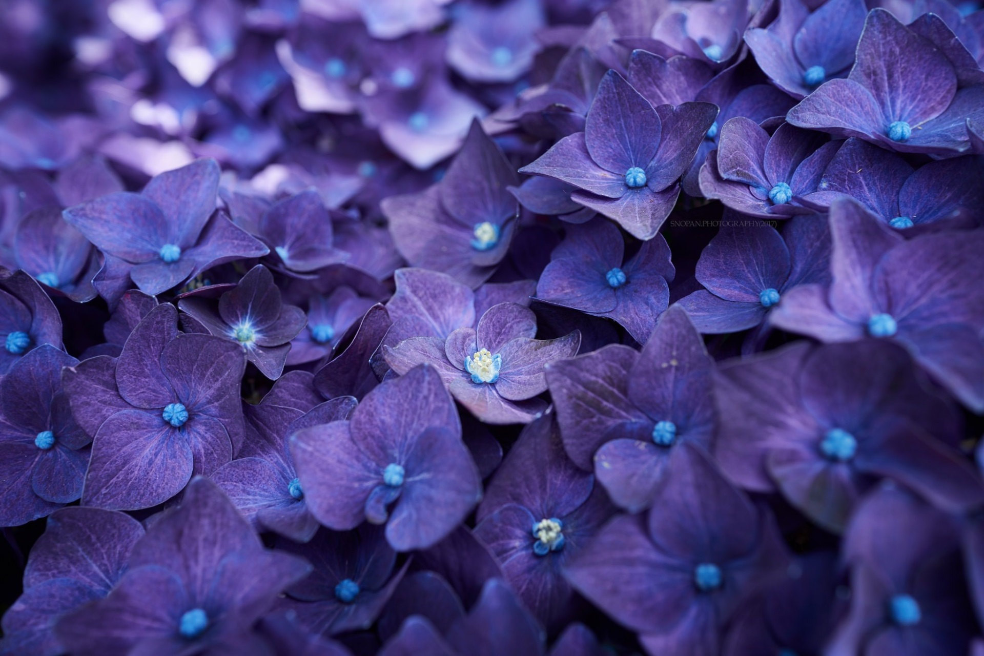 Vibrant Purple Hydrangea Flowers Close-Up HD Wallpaper