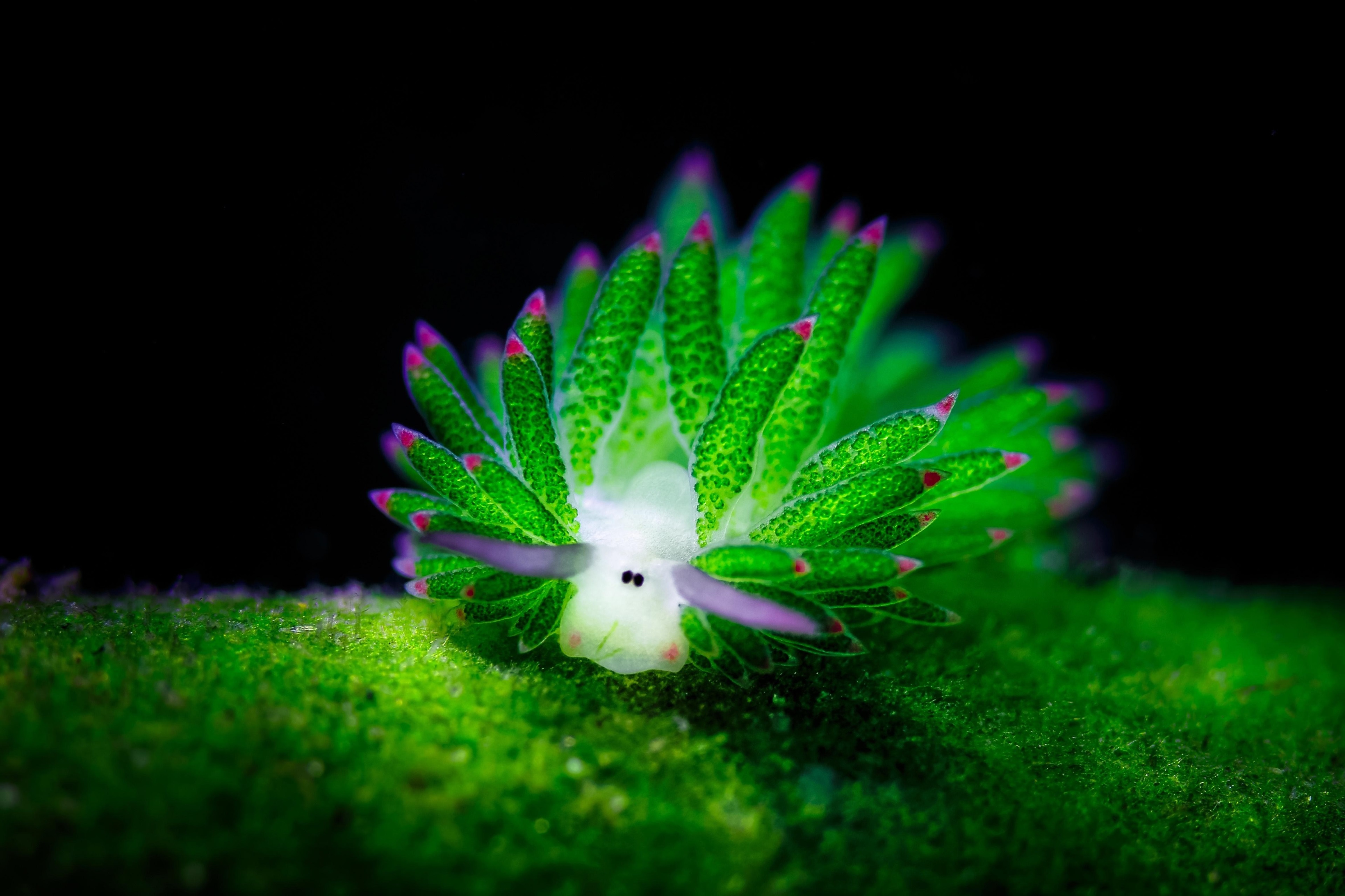 Green sea slug with pink tips on black background HD Wallpaper