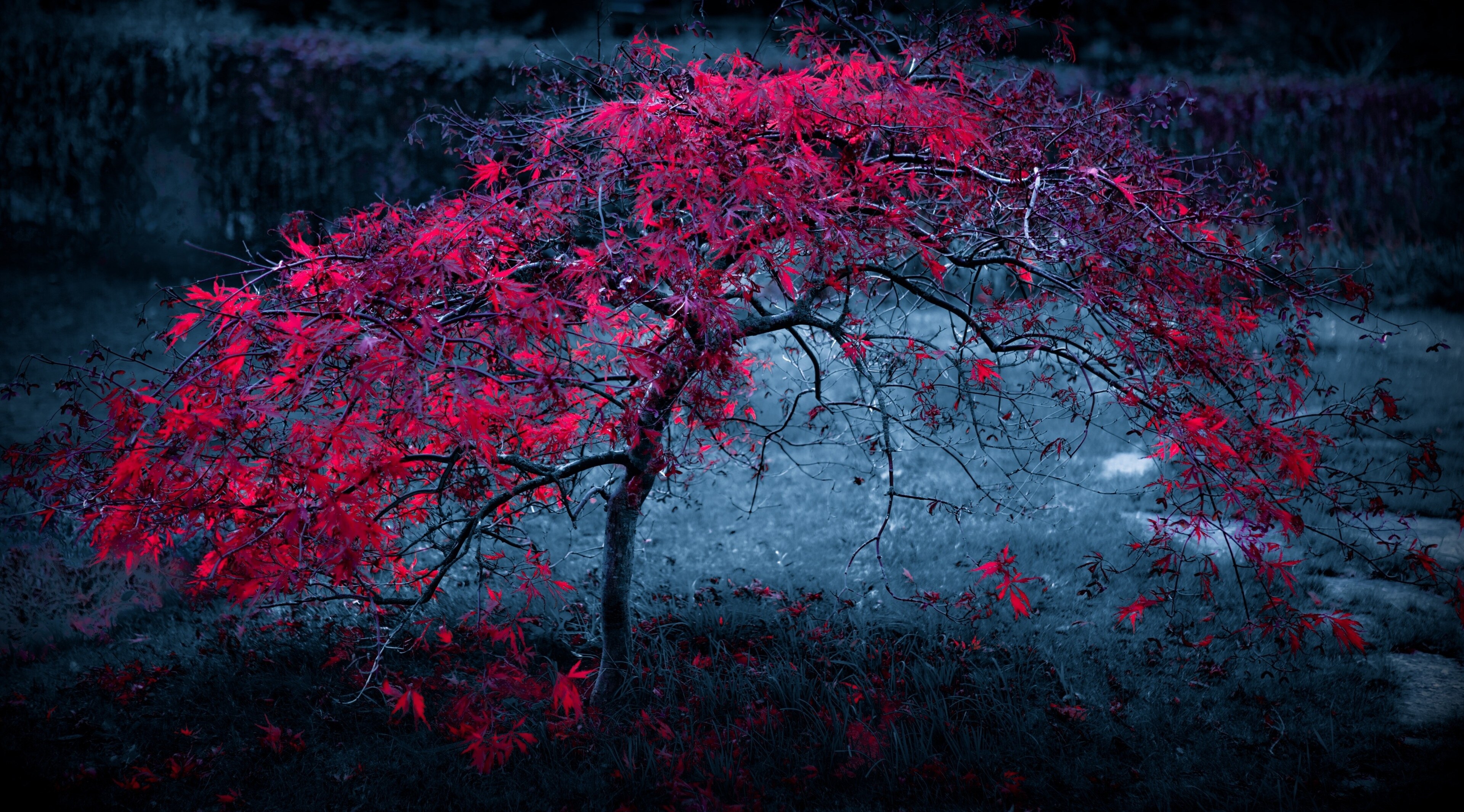 4K Image of Red Japanese Maple Tree at Night HD Wallpaper
