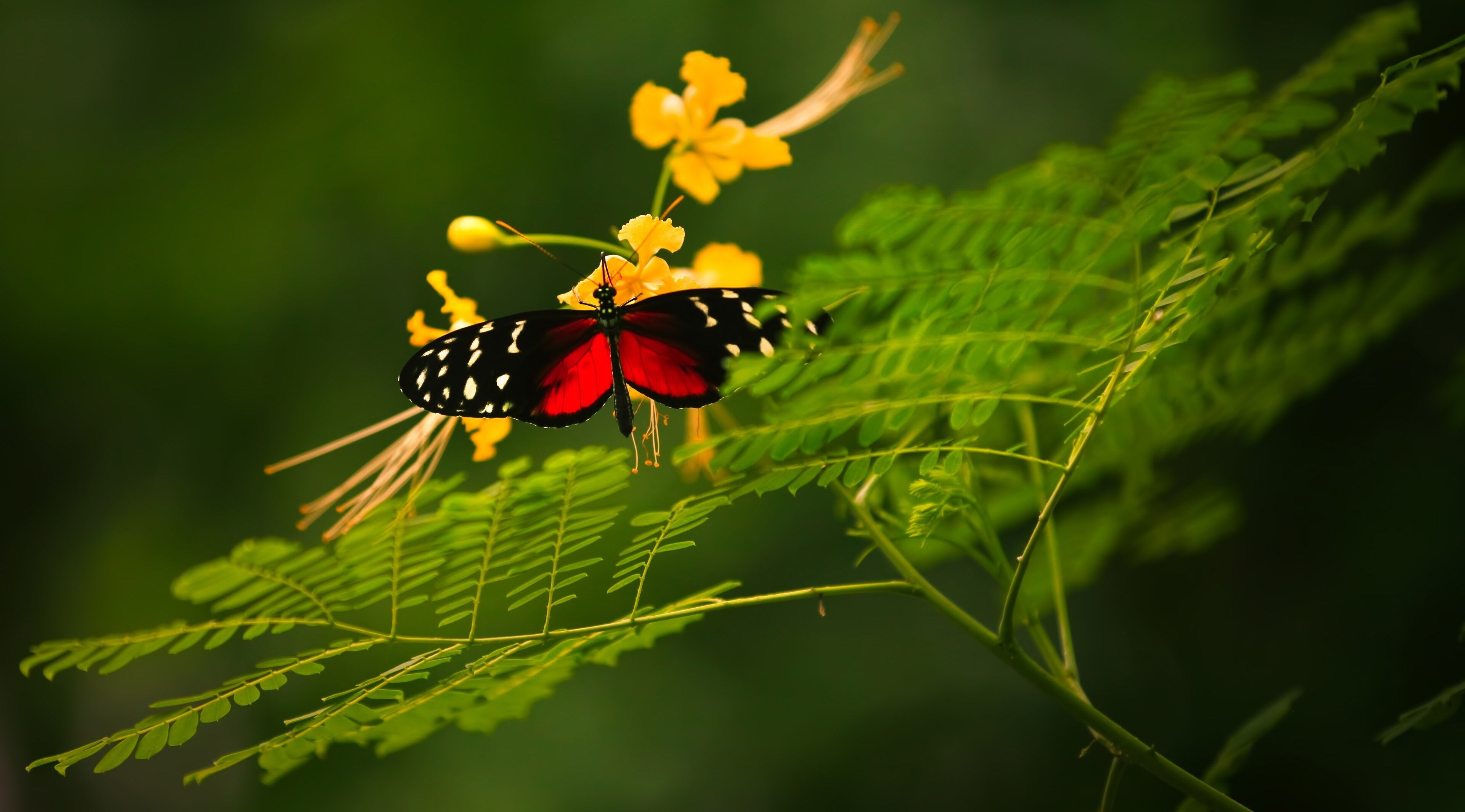 Red and black butterfly on yellow flowers HD Wallpaper