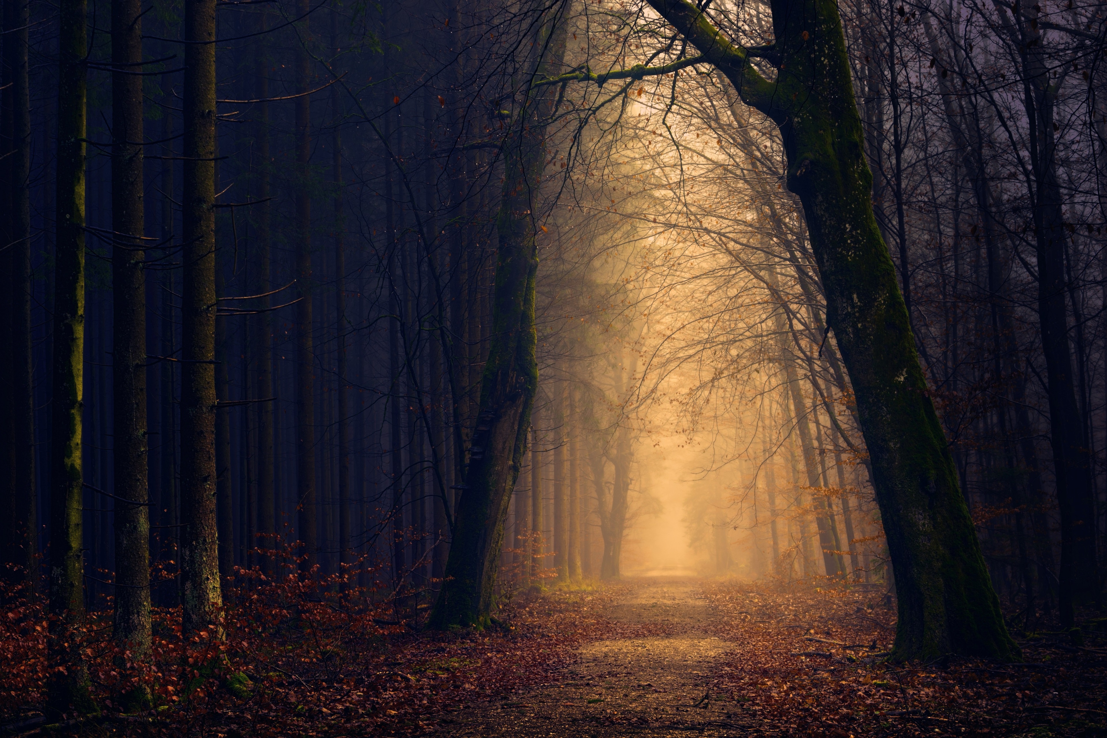 Forest path with fog and fallen leaves HD Wallpaper