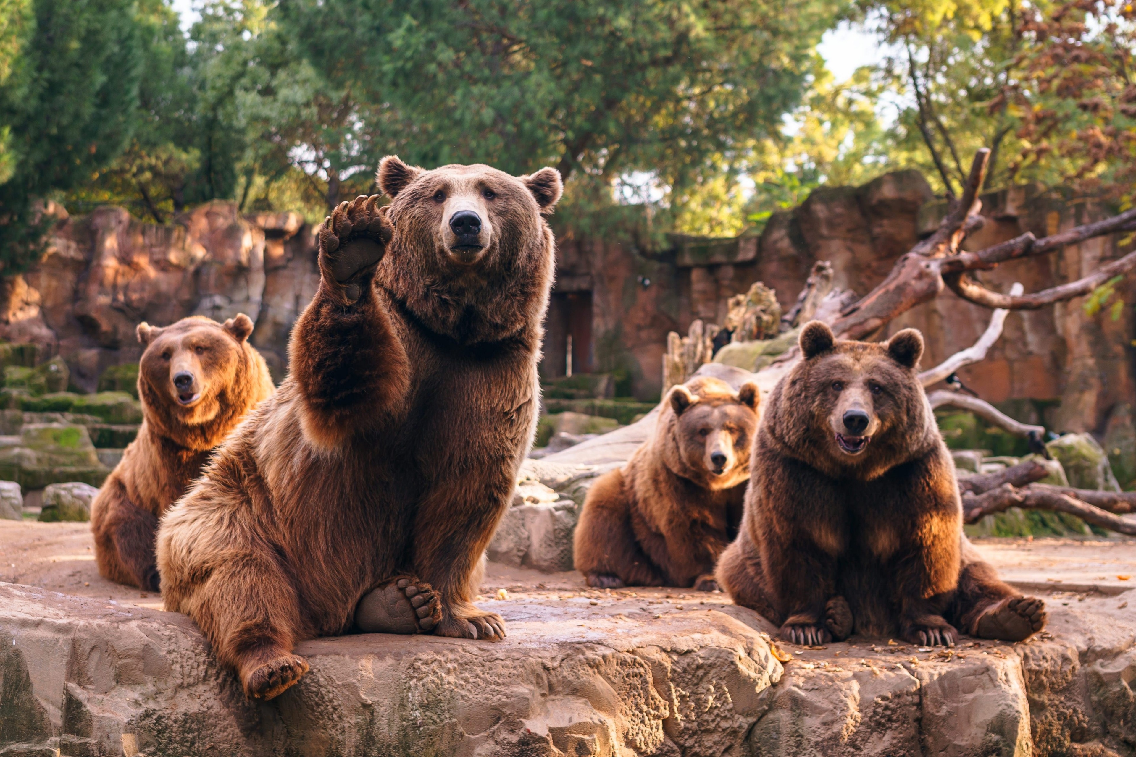 Four brown bears sitting on rocks in a zoo enclosure HD Wallpaper