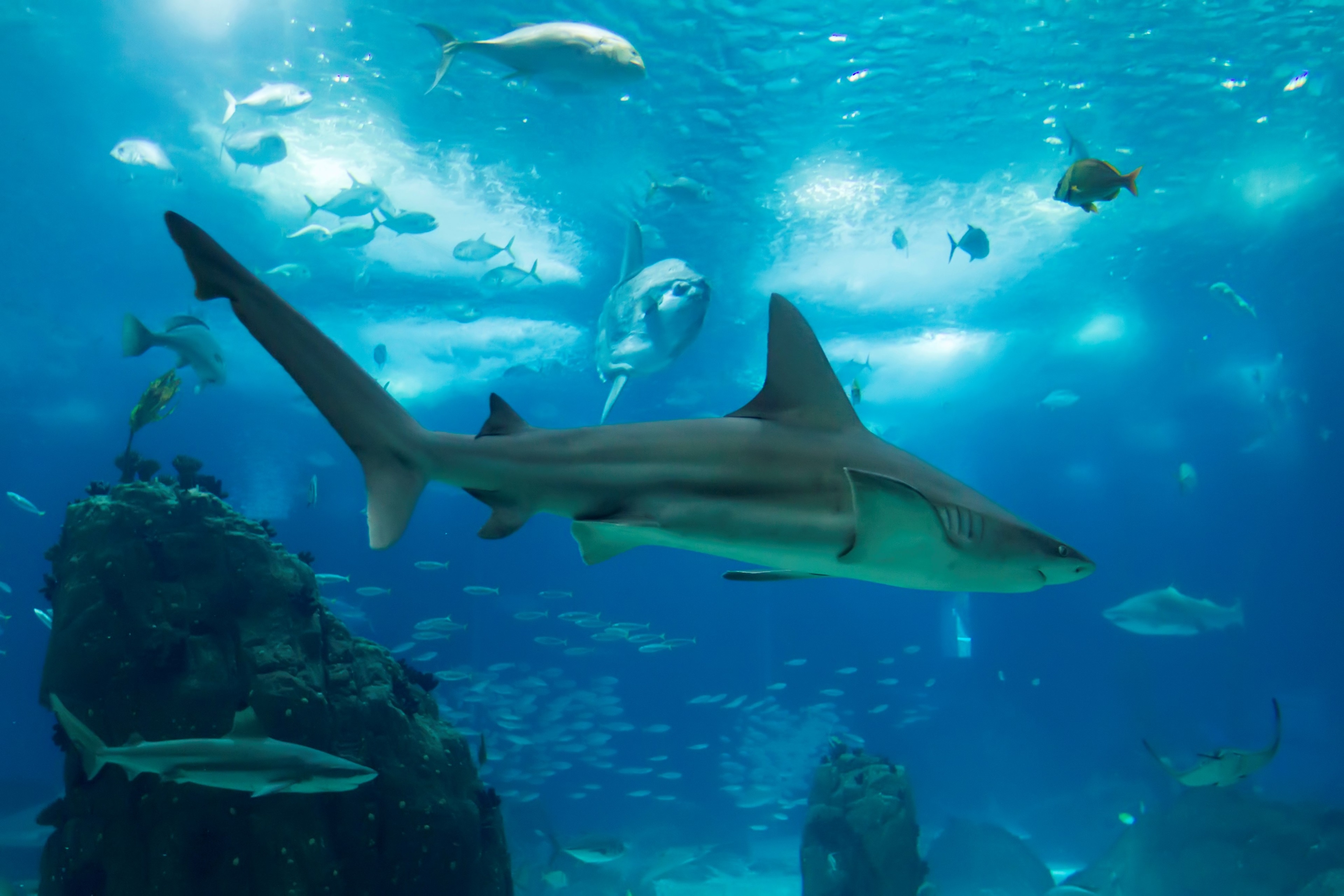 Shark and fish in blue ocean 4K HD Wallpaper