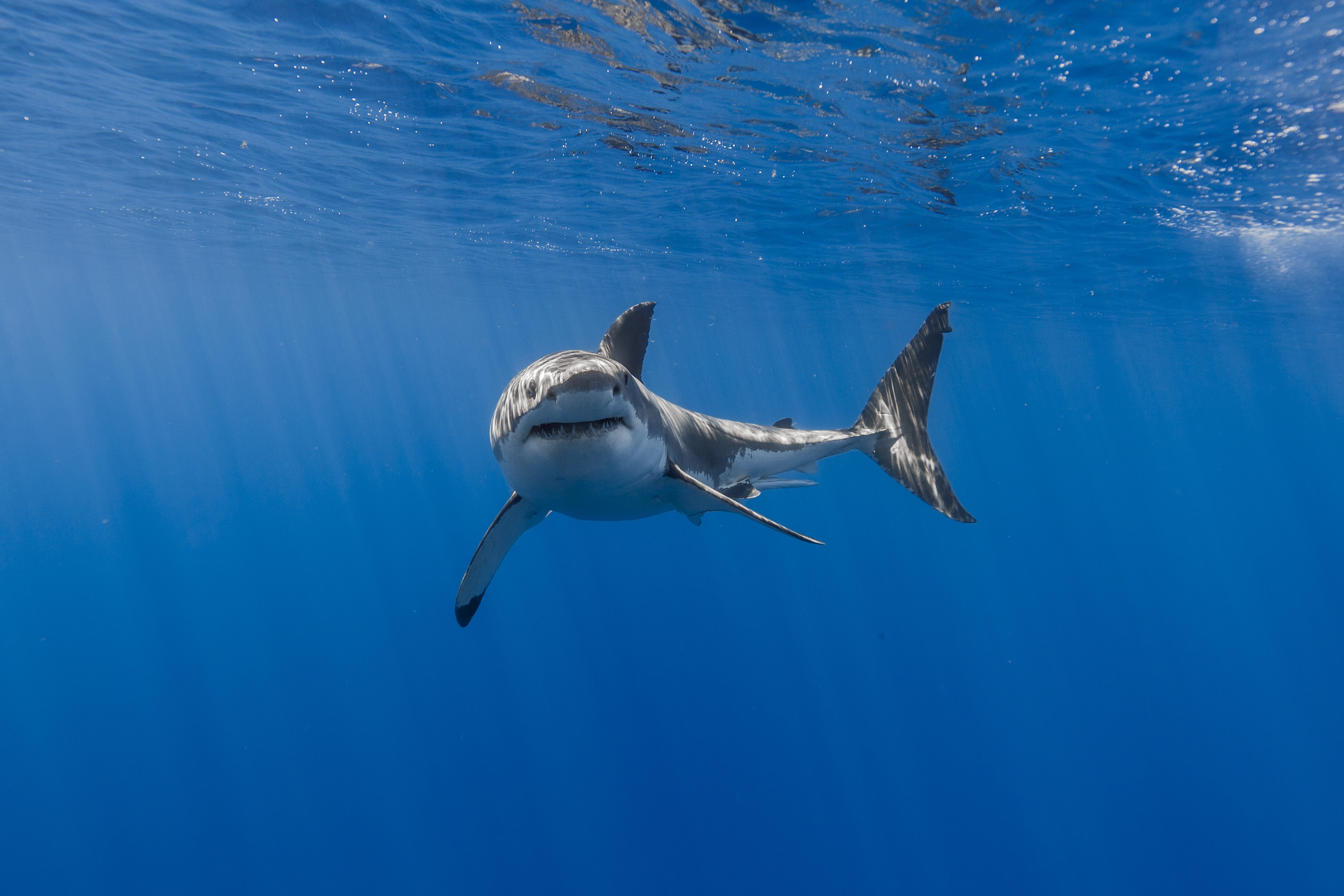 Great White Shark swimming in blue ocean 4K HD Wallpaper