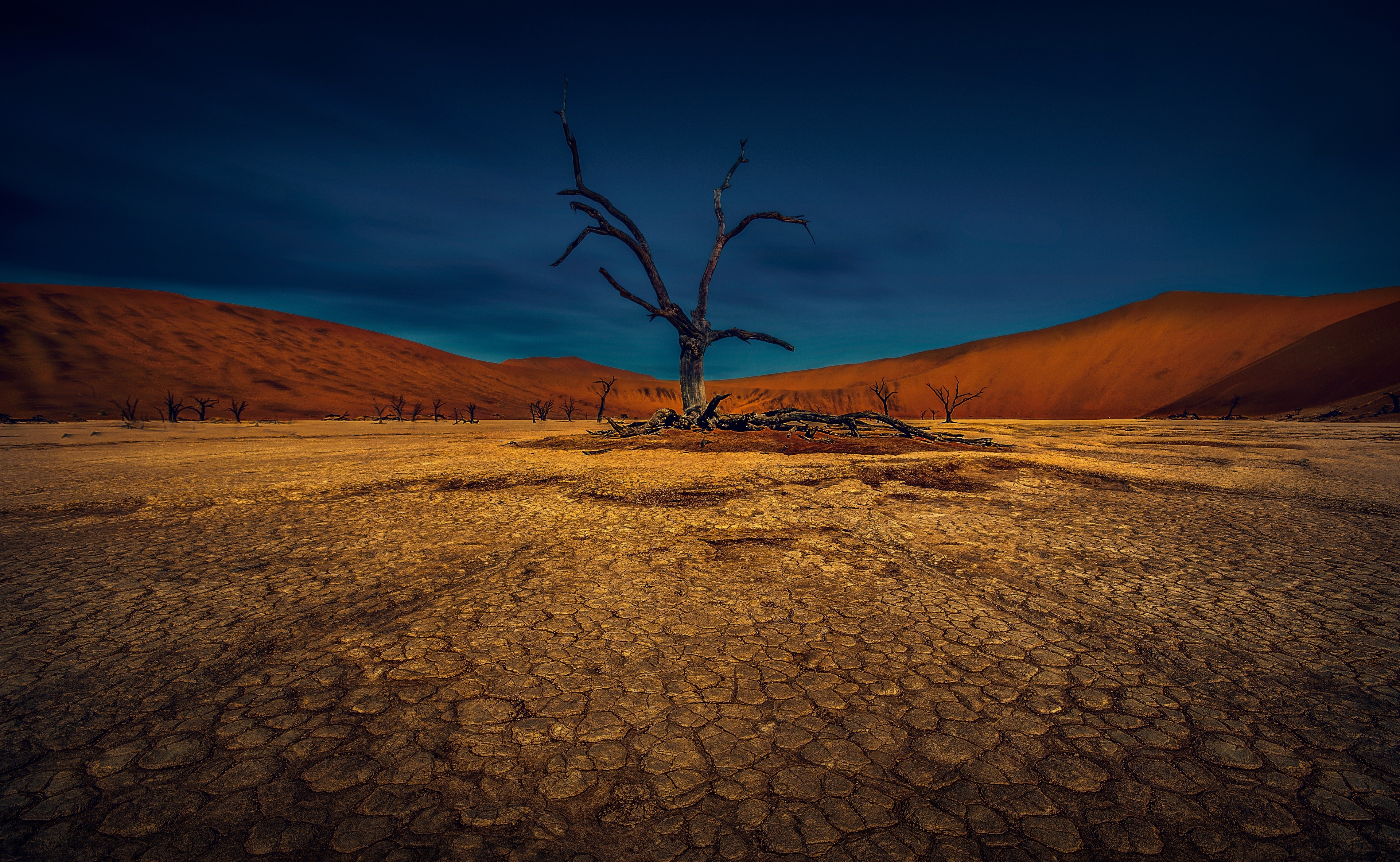 Dead trees in a desert landscape 4K HD Wallpaper