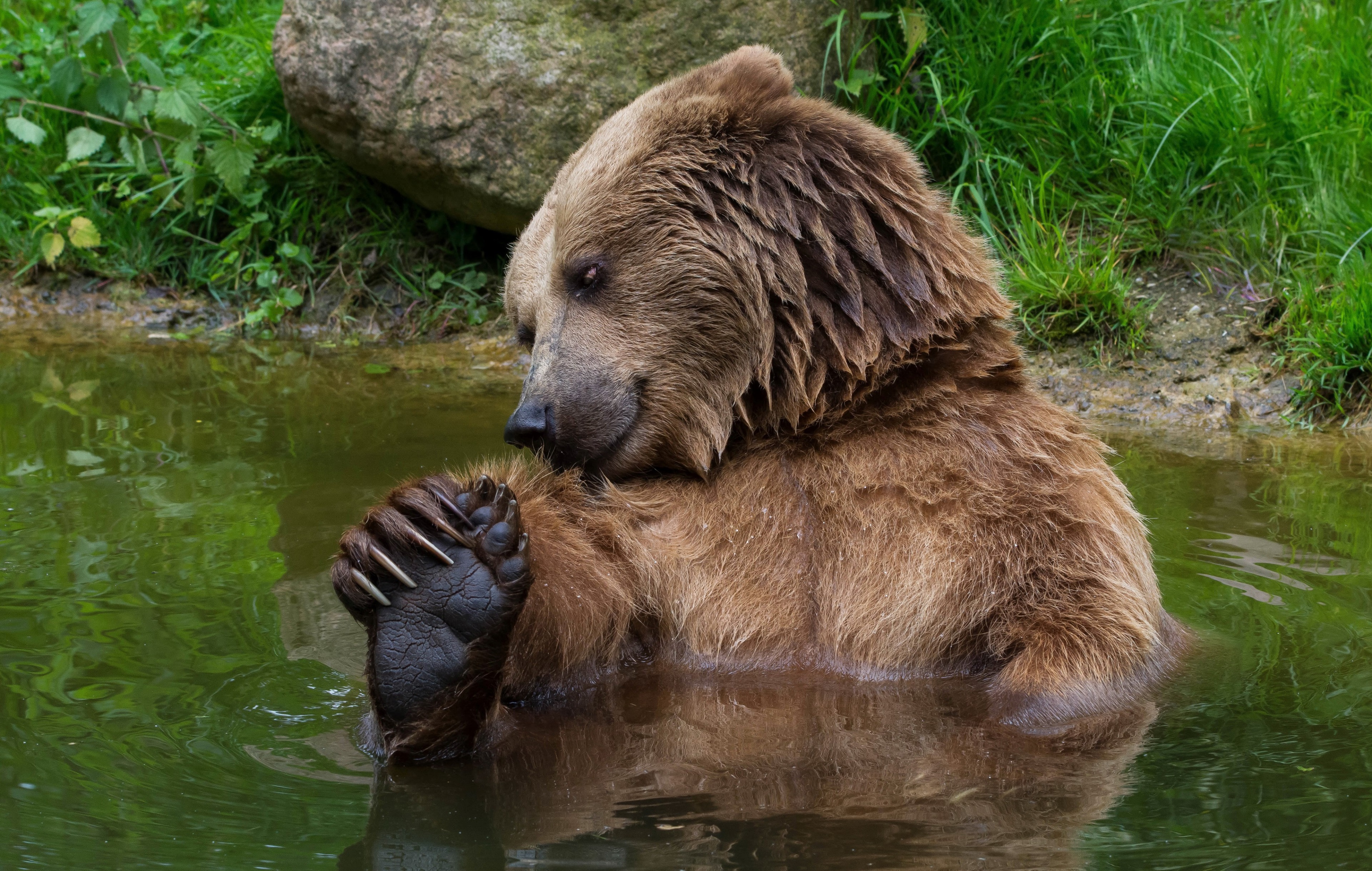 Brown bear sitting in water HD Wallpaper