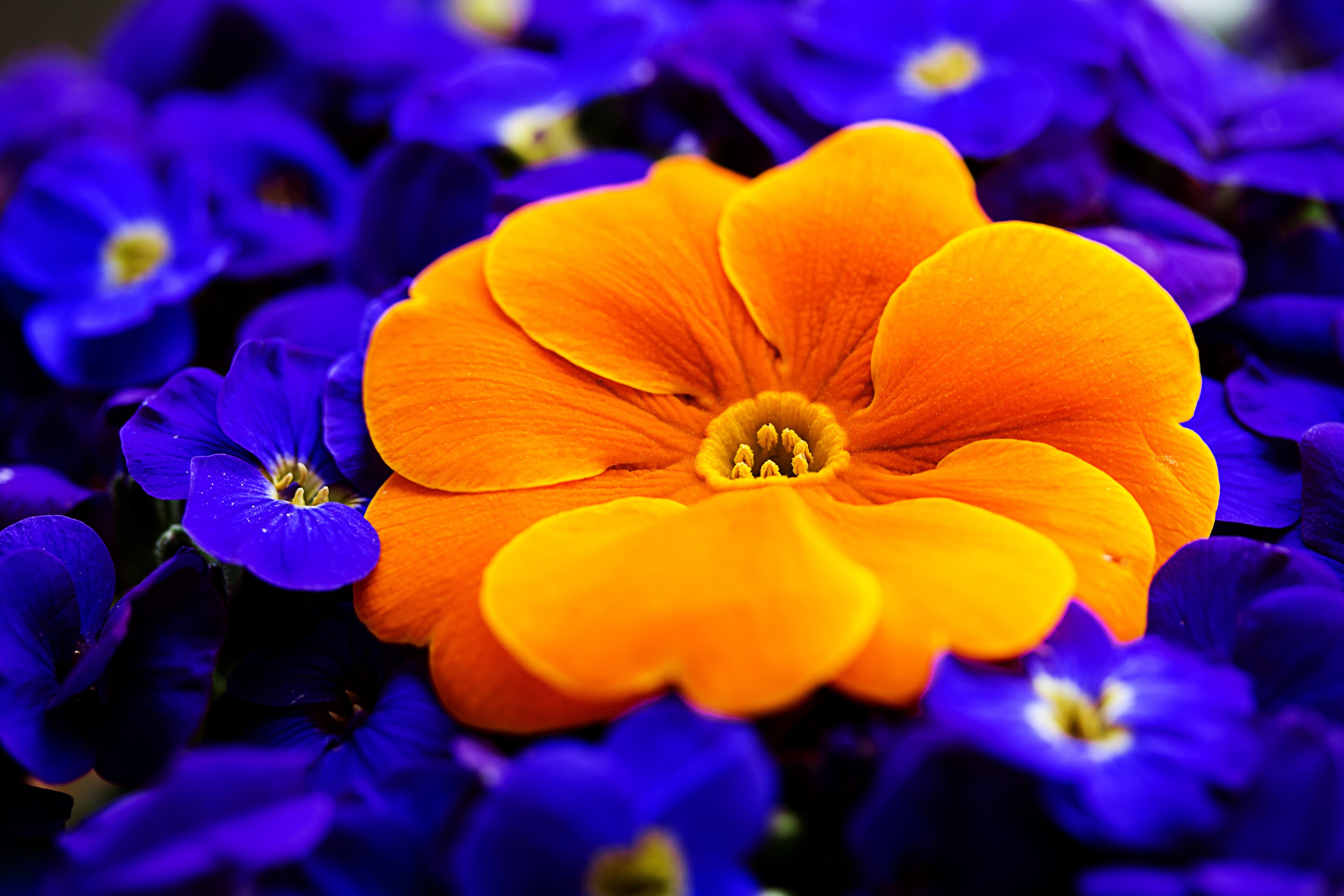 Orange and blue flowers in macro photography HD Wallpaper