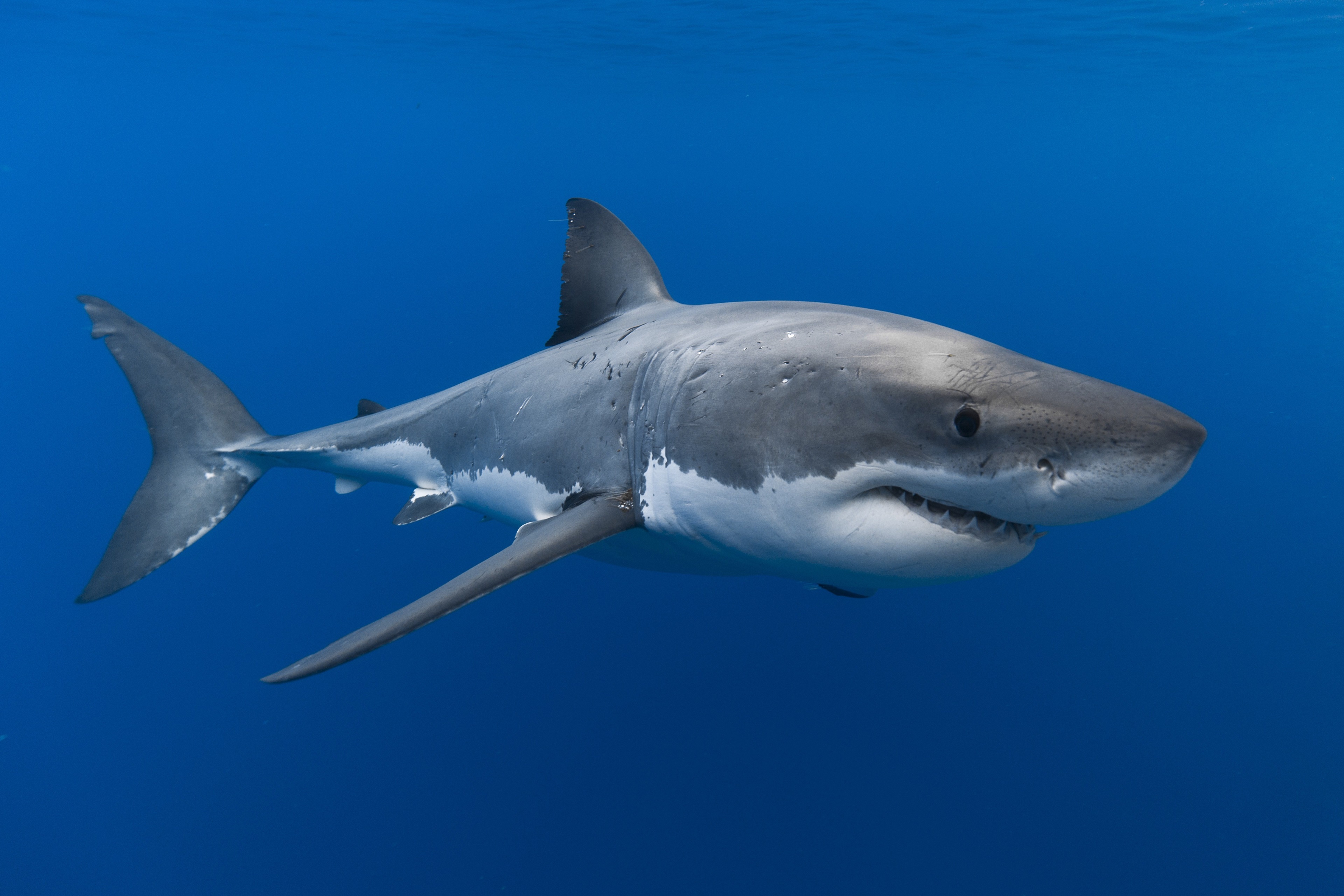 Great White Shark in Blue Water HD Wallpaper