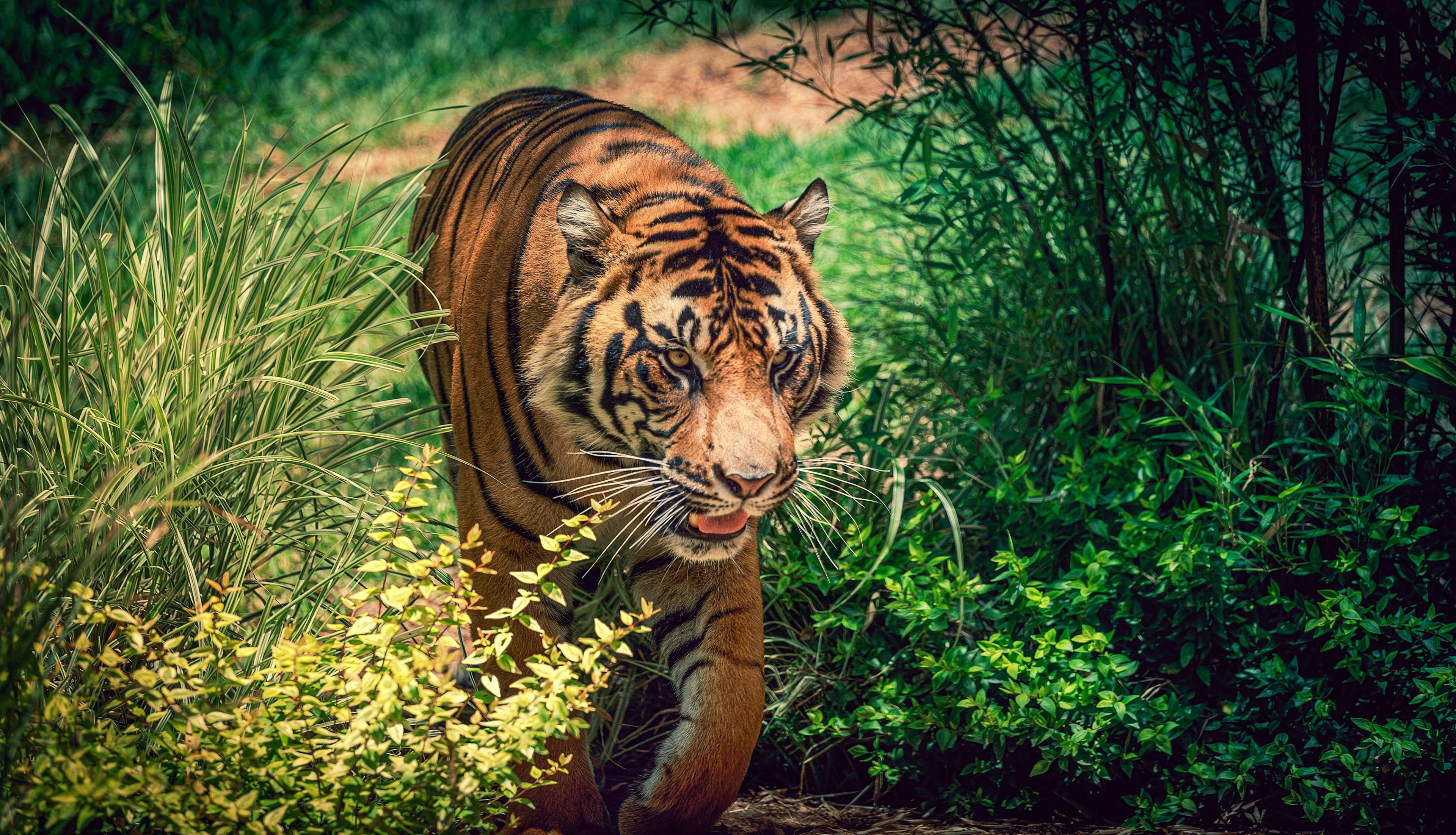 Tiger walking through tall grass and bamboo HD Wallpaper