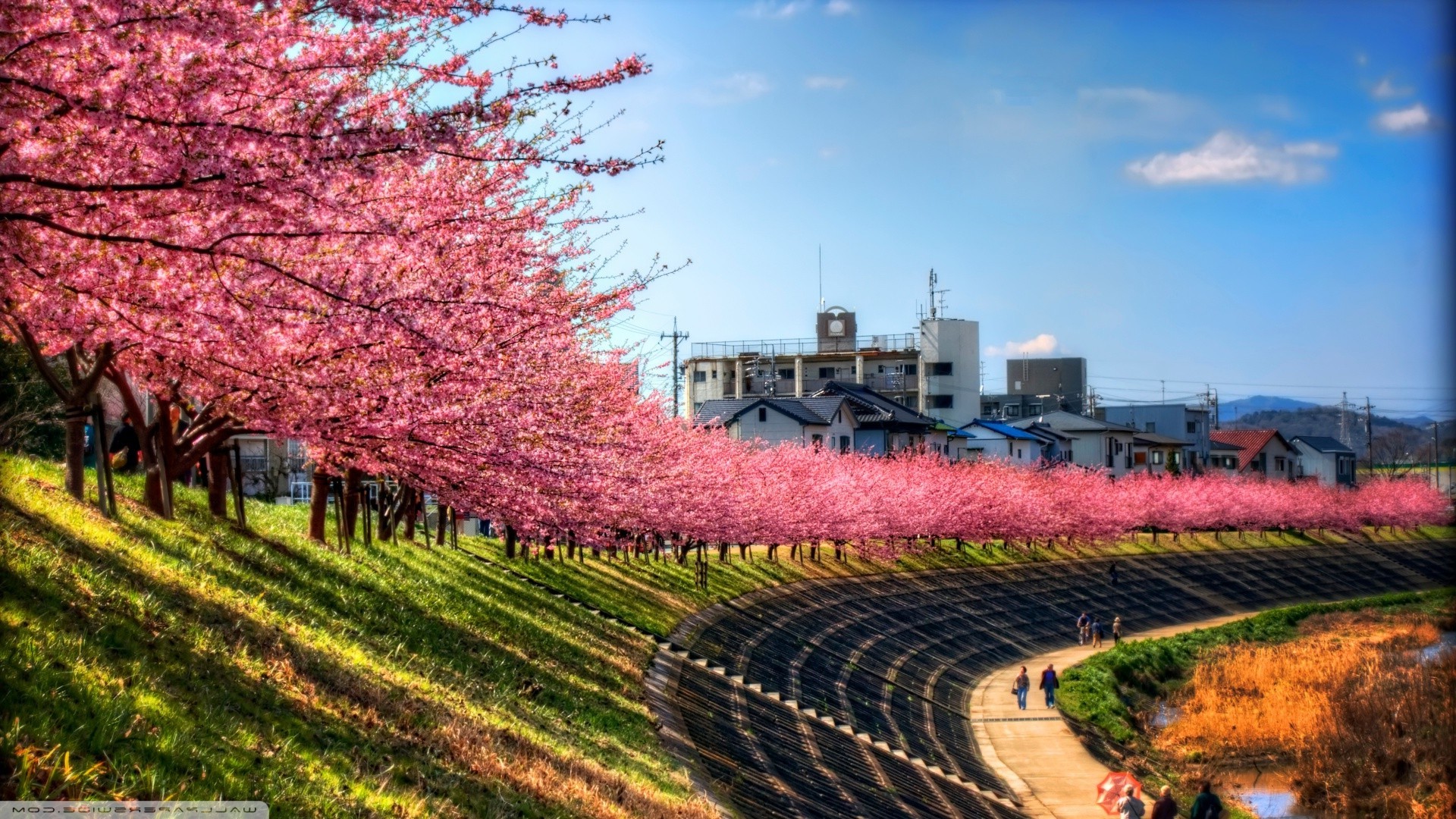 Cherry blossoms line a river path in Japan HD Wallpaper