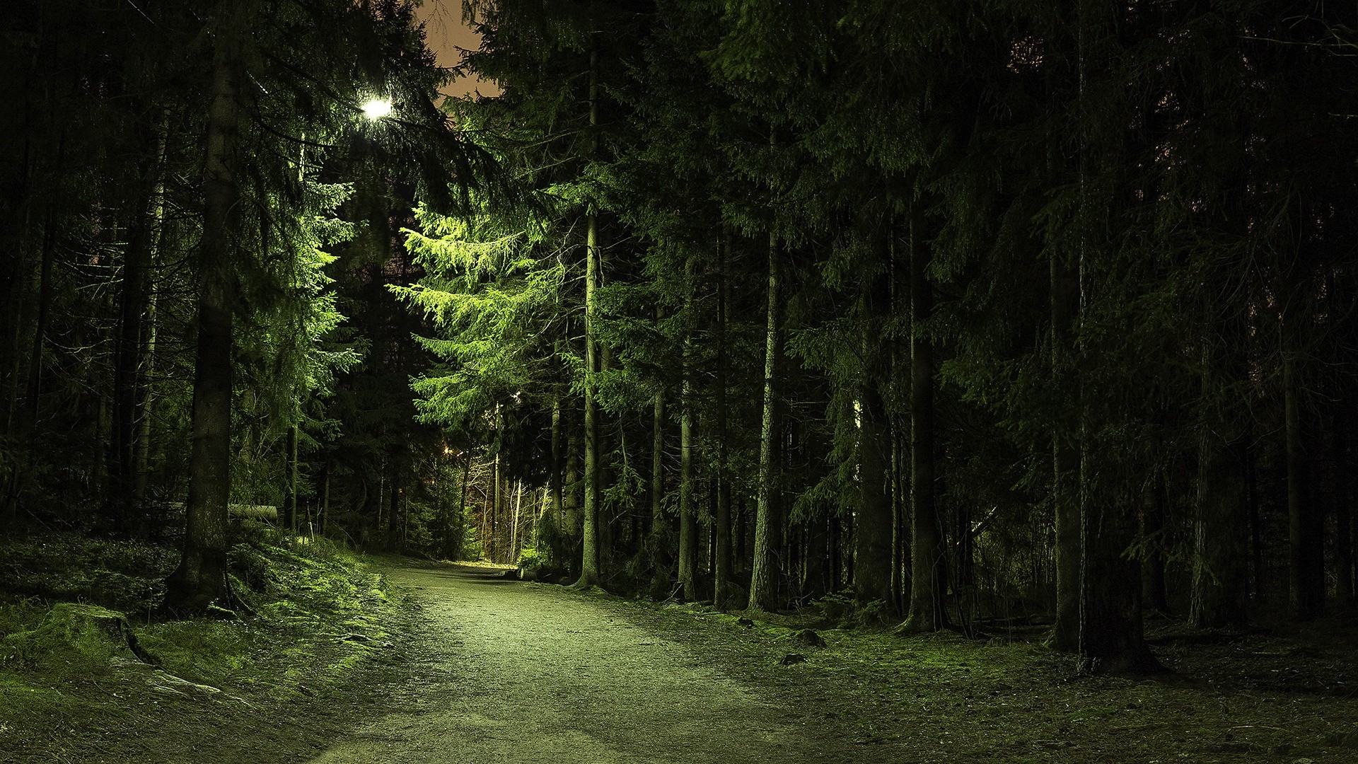 Path through a dark forest with pine trees and a light HD Wallpaper