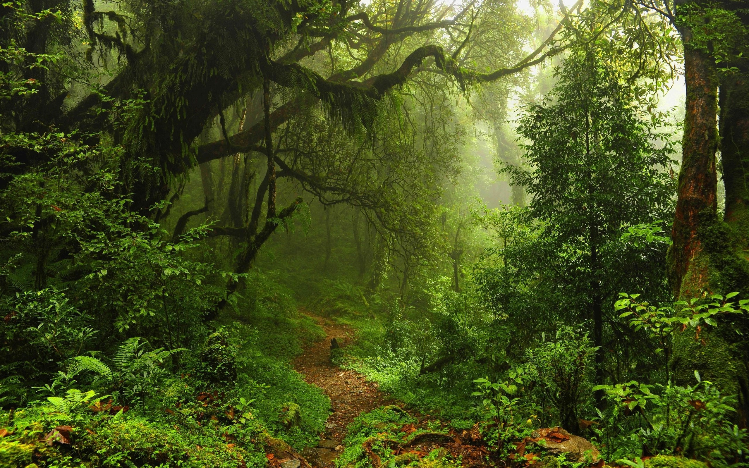 Misty forest path with mossy trees and sunlight HD Wallpaper