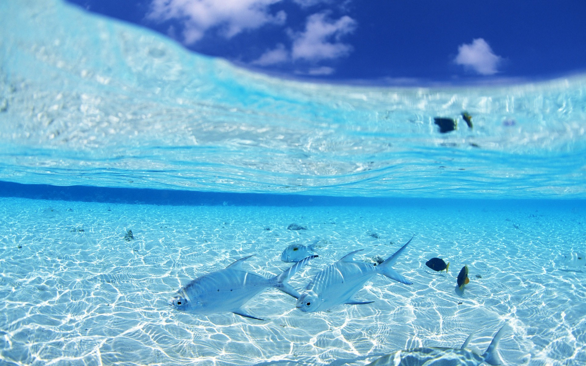 Fish swimming in clear ocean water with sandy bottom HD Wallpaper