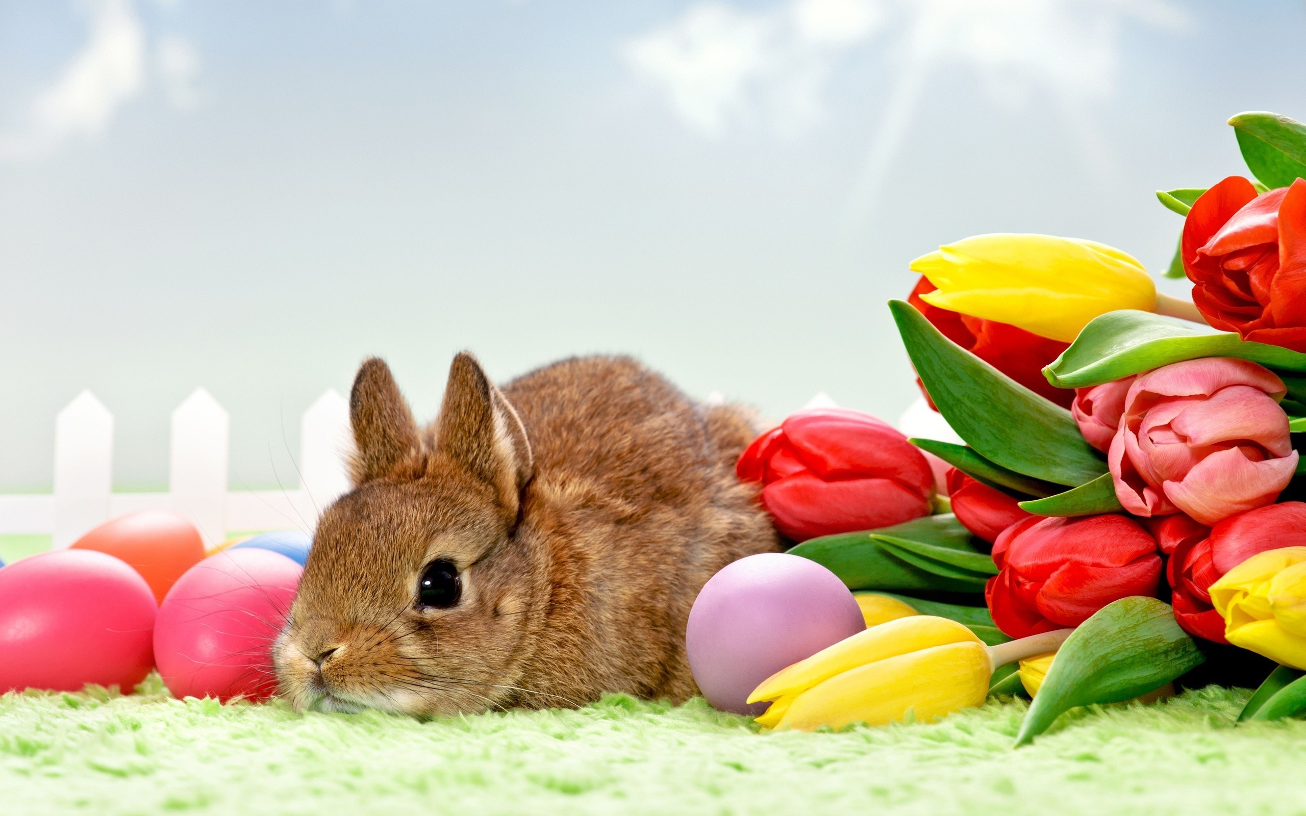Brown rabbit with tulips and Easter eggs on green grass HD Wallpaper