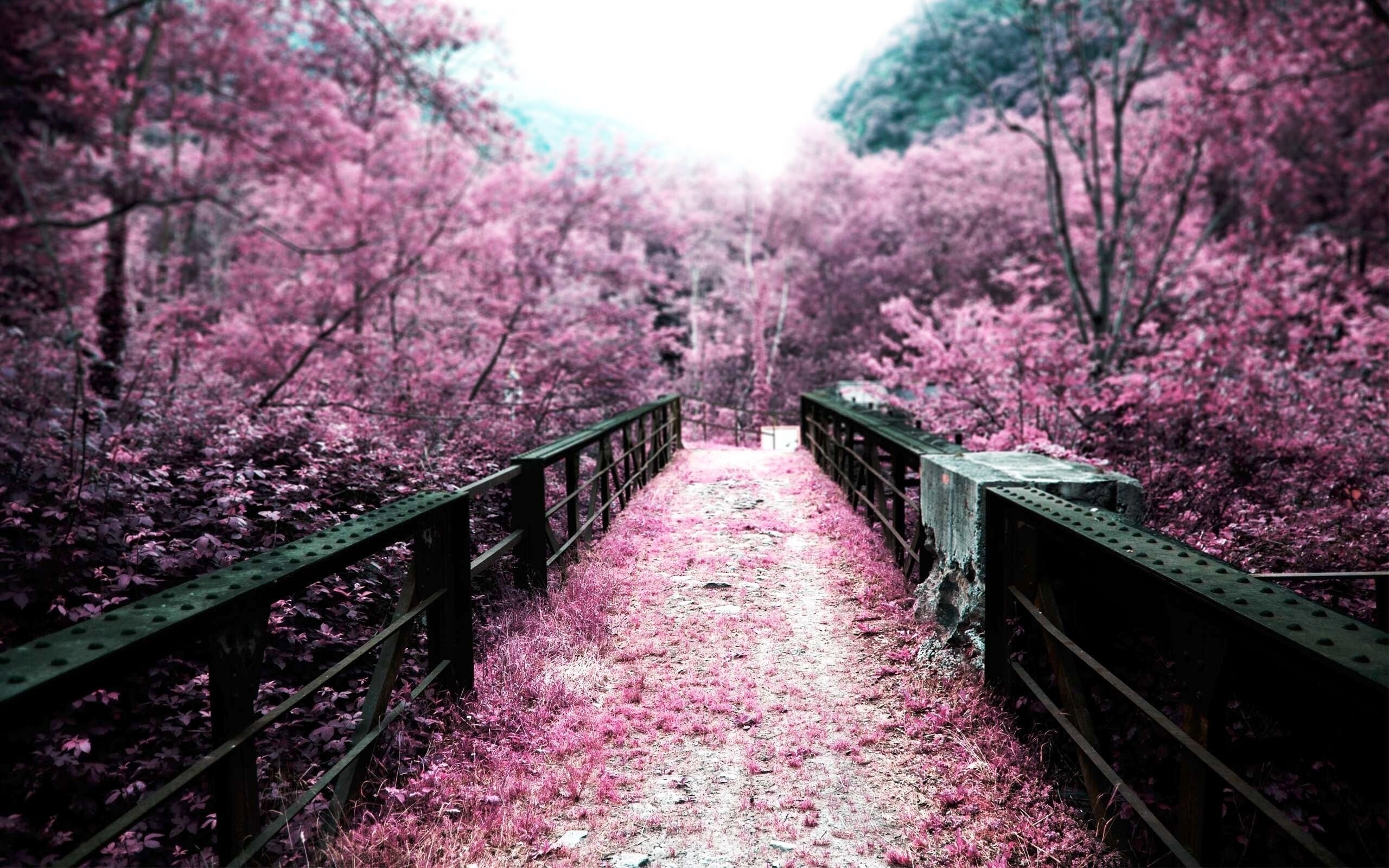 Bridge through pink cherry blossom forest HD Wallpaper