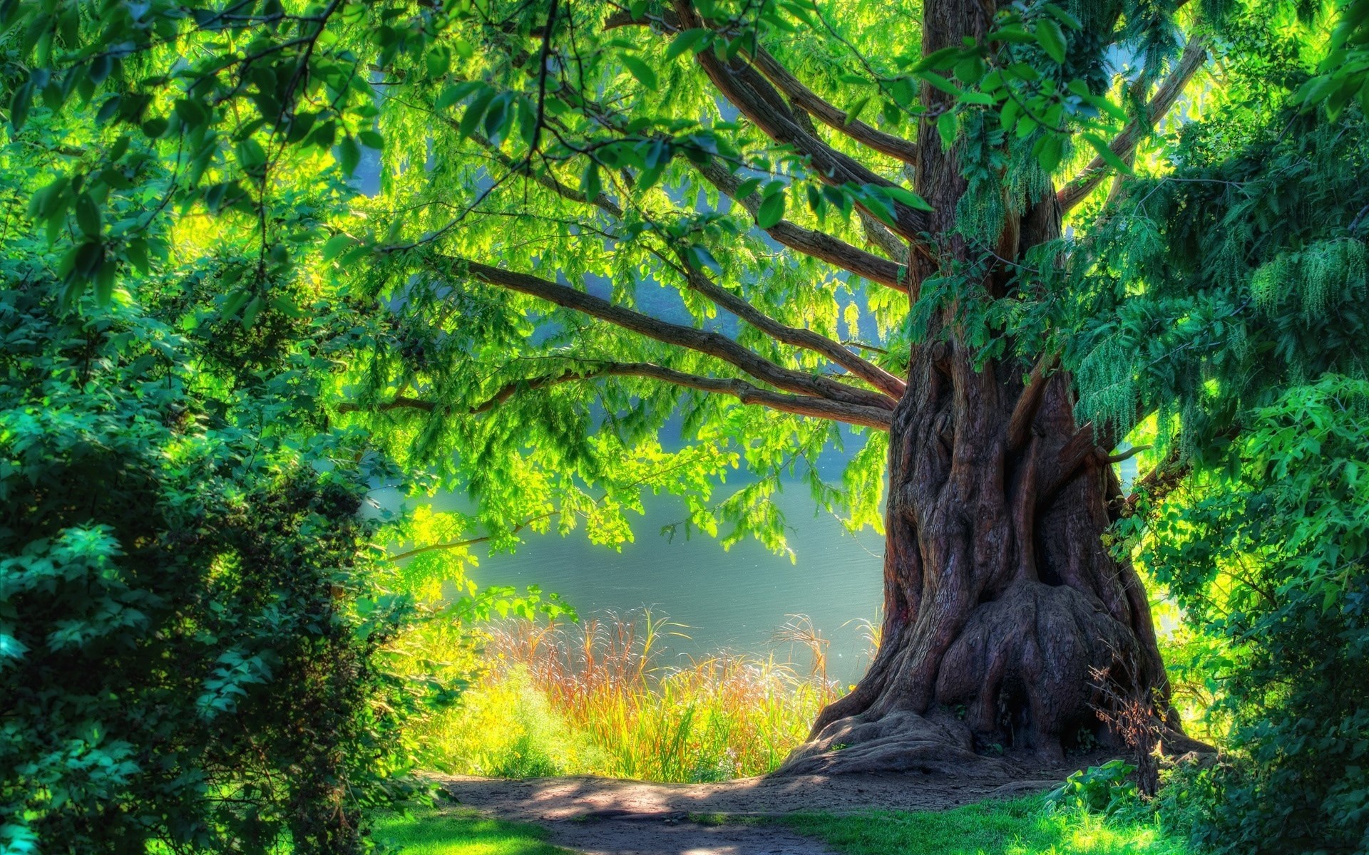 A large tree with green leaves and a path HD Wallpaper