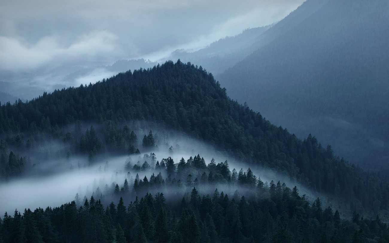 Misty mountains covered in dark green pine forest HD Wallpaper