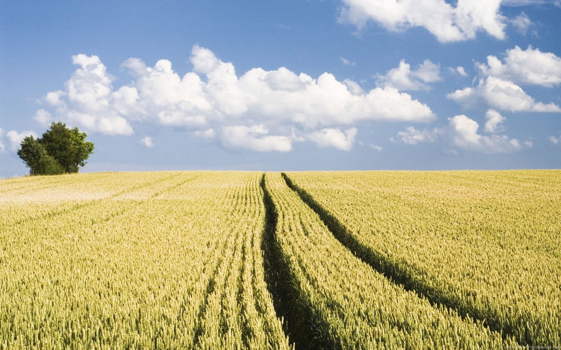 Wheat field with tire tracks and a tree HD Wallpaper