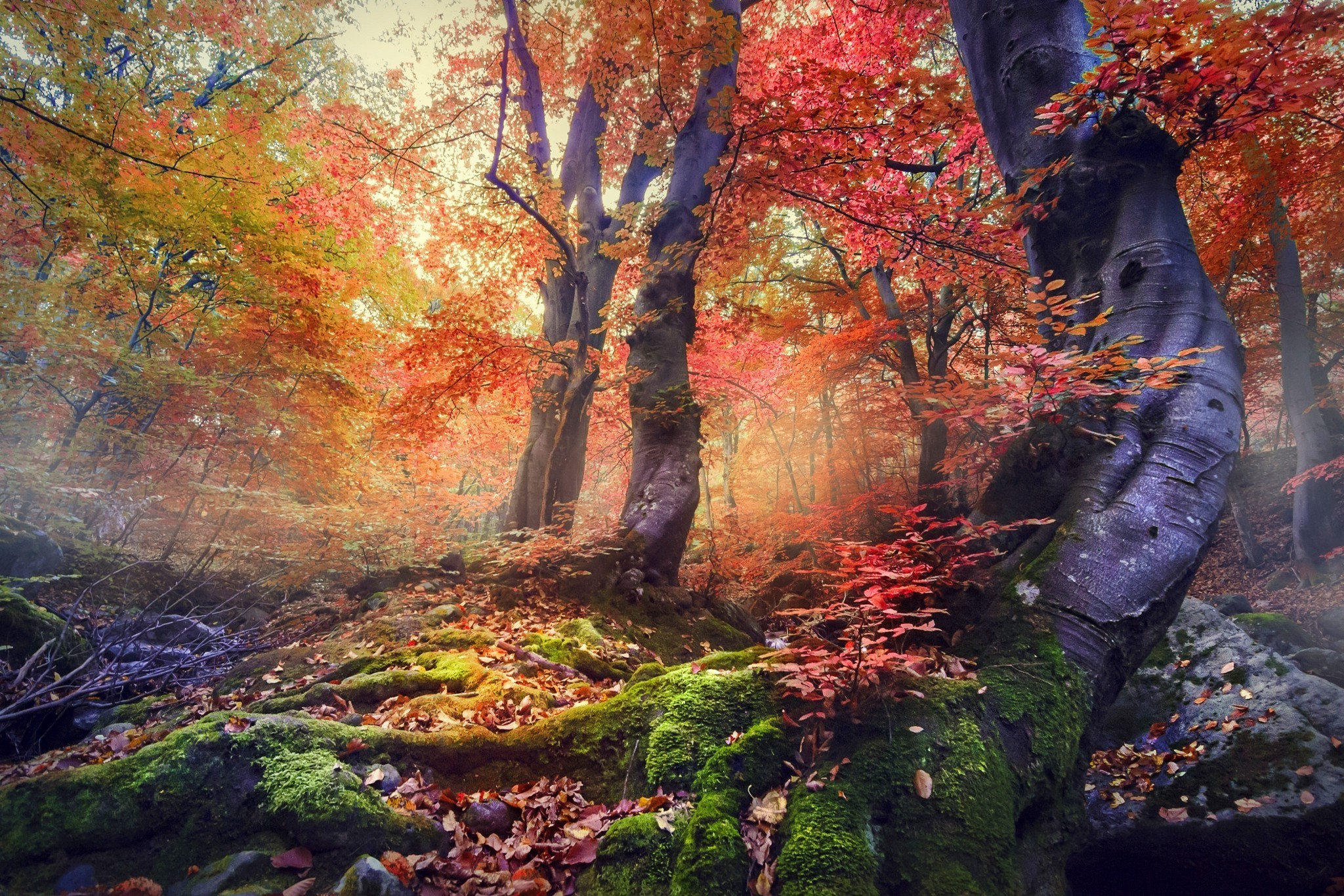 Autumn forest with colorful trees and mossy ground HD Wallpaper