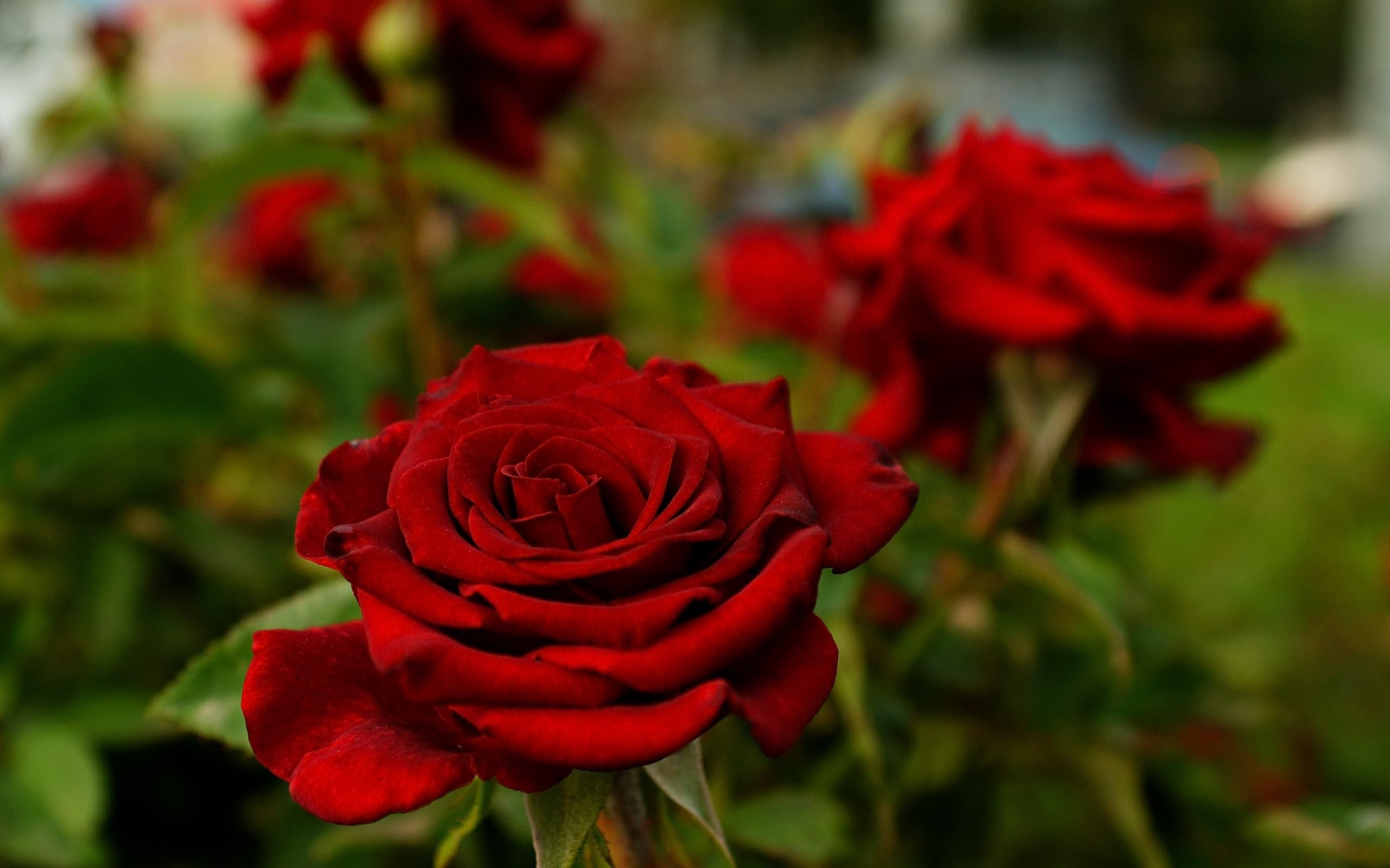 Close-up of Deep Red Rose in Nature HD Wallpaper