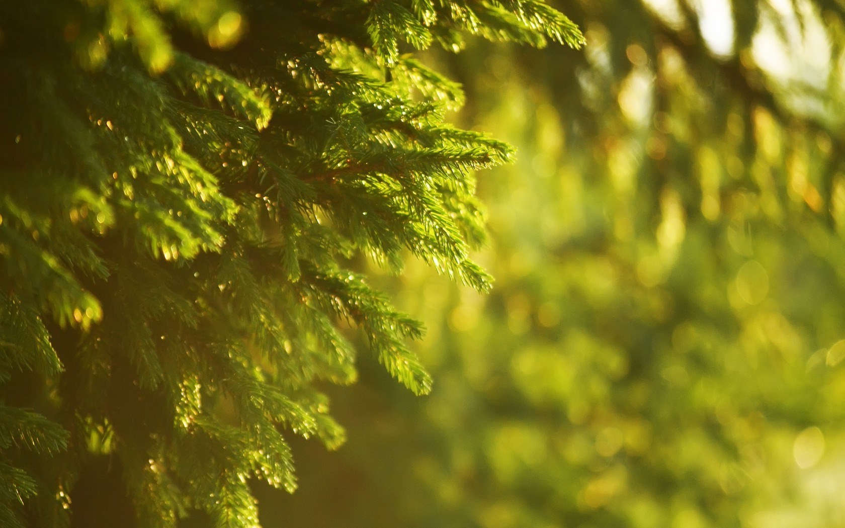 Close-up of spruce branches in sunlight HD Wallpaper