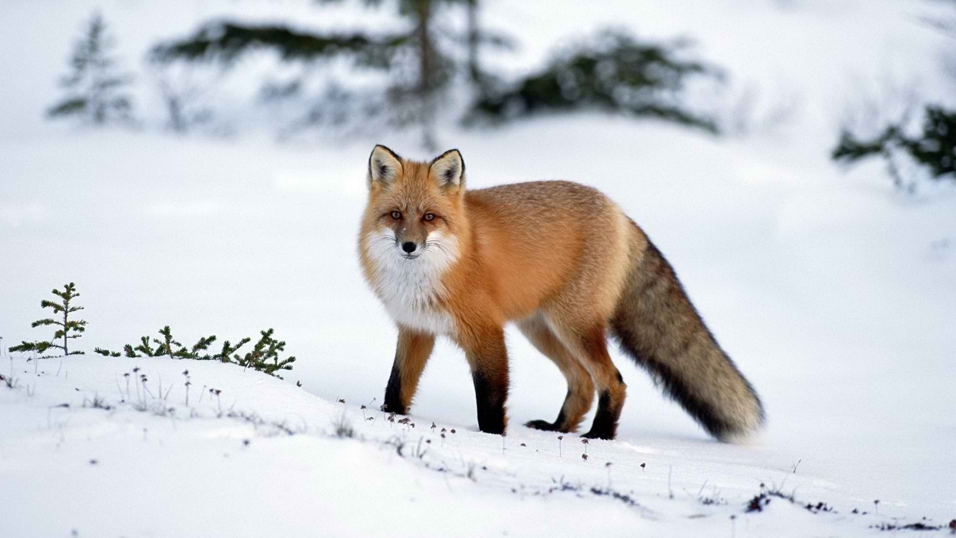 Red fox in a snowy landscape HD Wallpaper