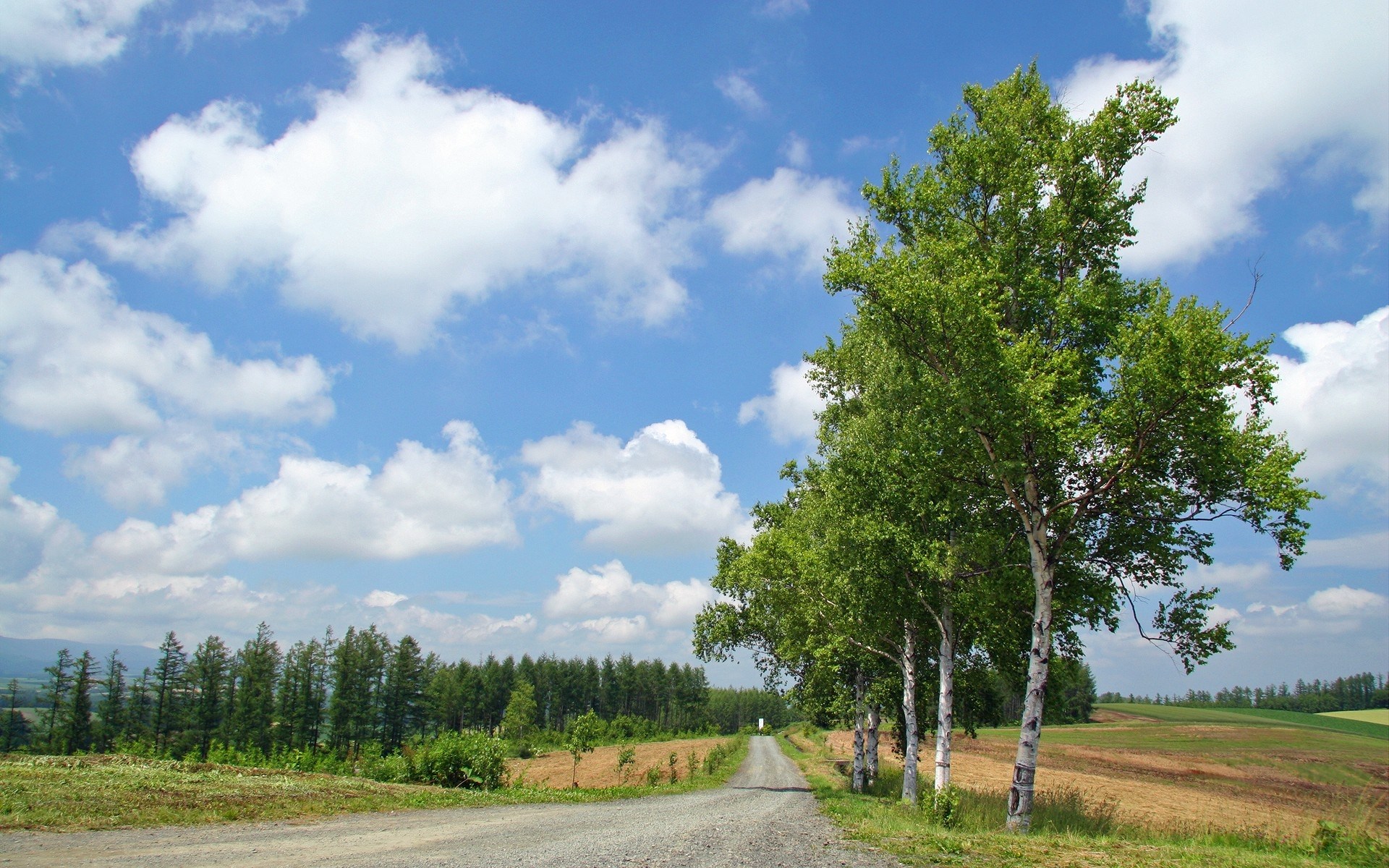 A dirt road winds through a landscape with trees and fields under a blue sky with clouds. HD Wallpaper