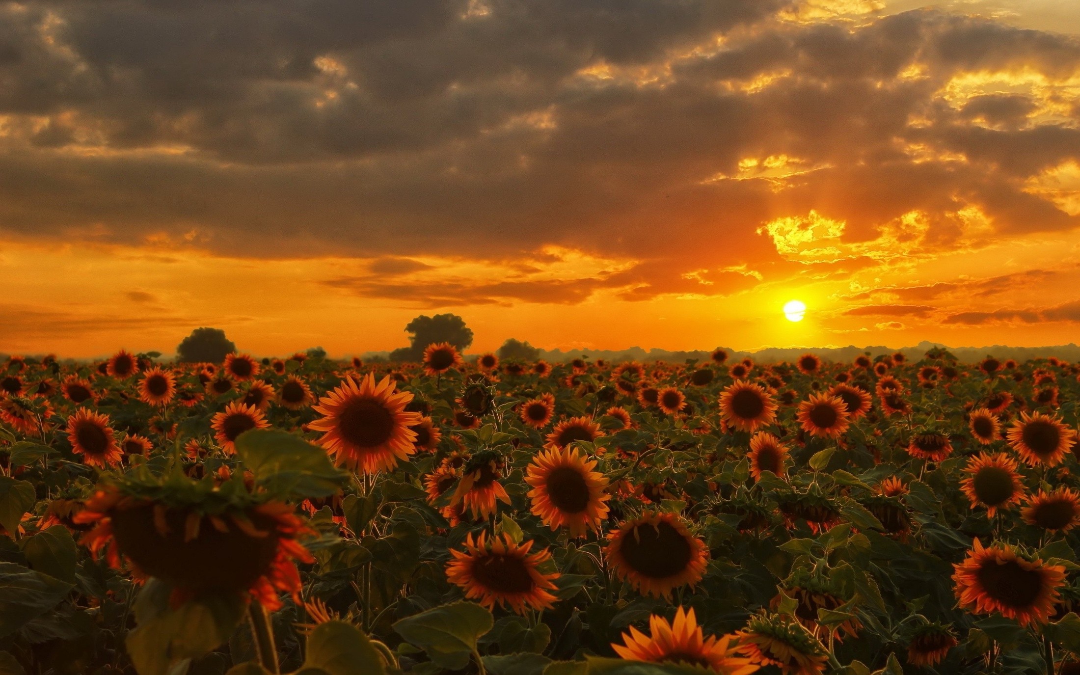 Field of sunflowers at sunset HD Wallpaper