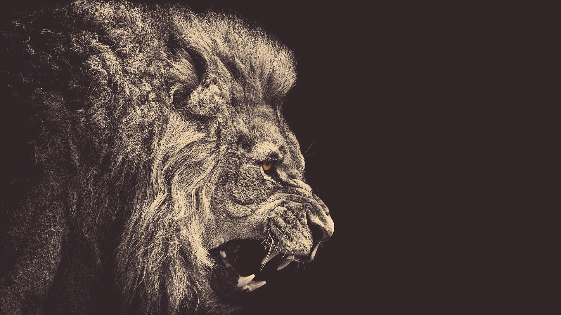 Close-up of a roaring lion's head HD Wallpaper