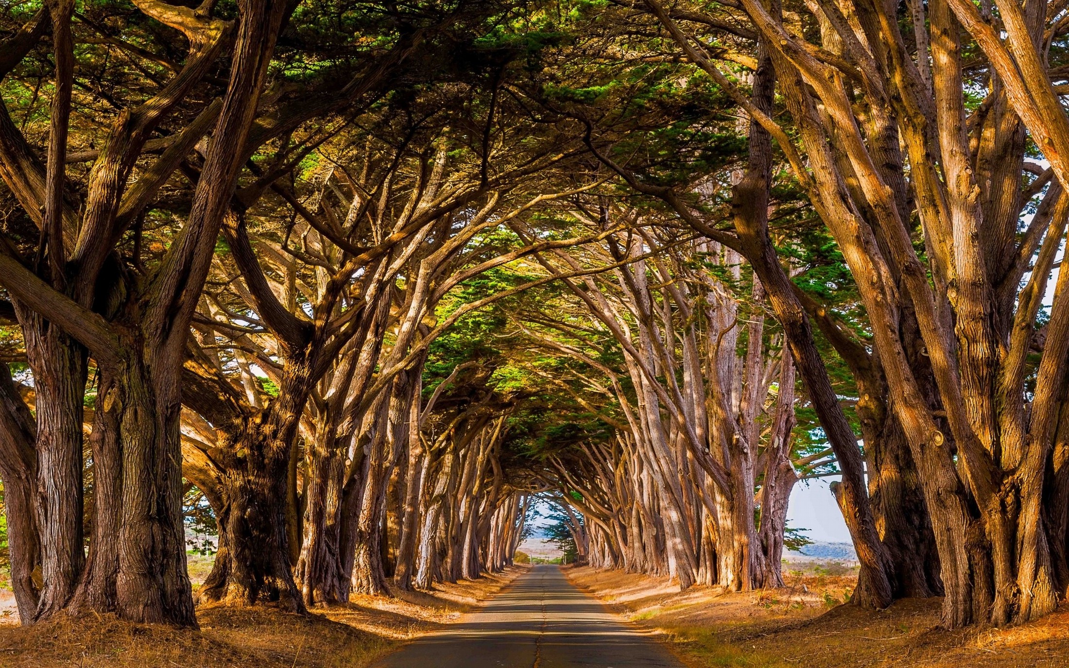 Tree Tunnel Road with Sunlit Canopy HD Wallpaper