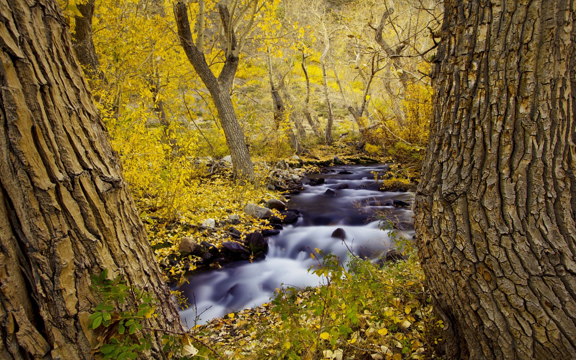 Stream flowing through autumn forest with fallen leaves HD Wallpaper