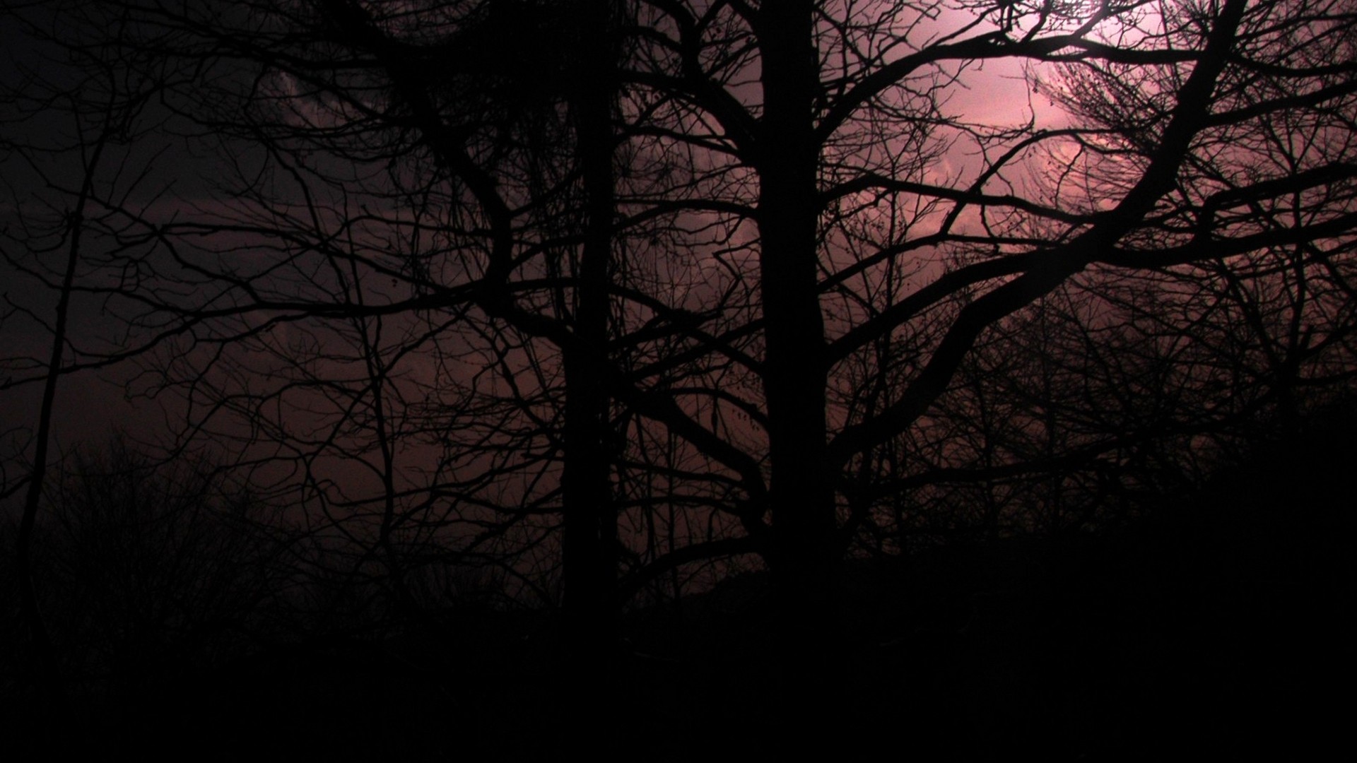 Dark forest with bare trees at dusk HD Wallpaper