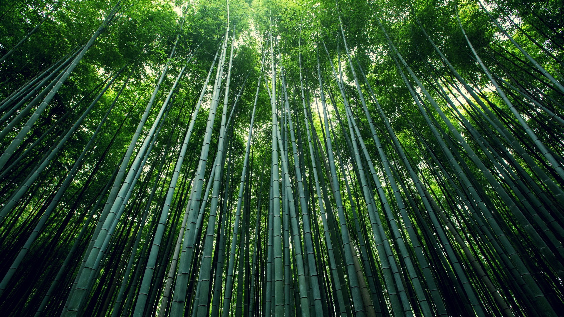 Serene Moso Bamboo Forest with Sunlit Canopy HD Wallpaper