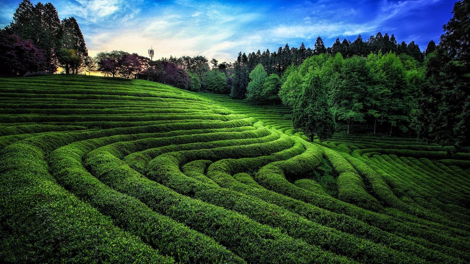 Green tea field with trees and hills under a blue sky HD Wallpaper