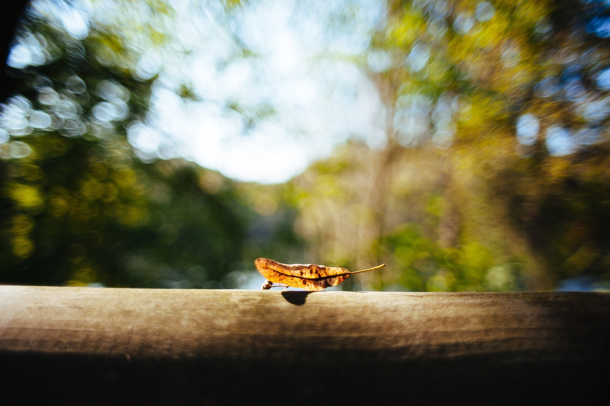 Dry leaf on a wooden surface with bokeh background HD Wallpaper