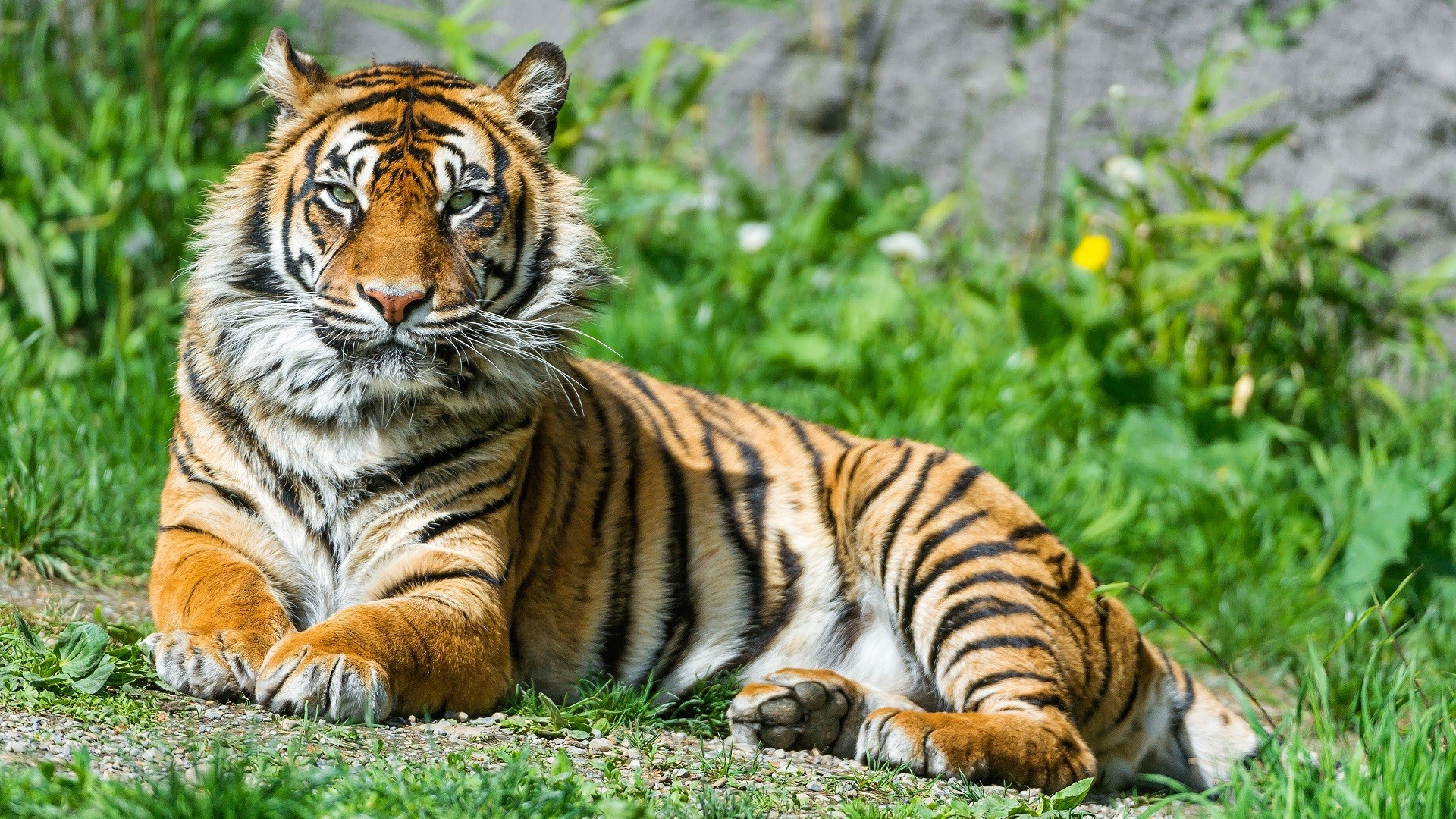 Tiger lying in green grass HD Wallpaper