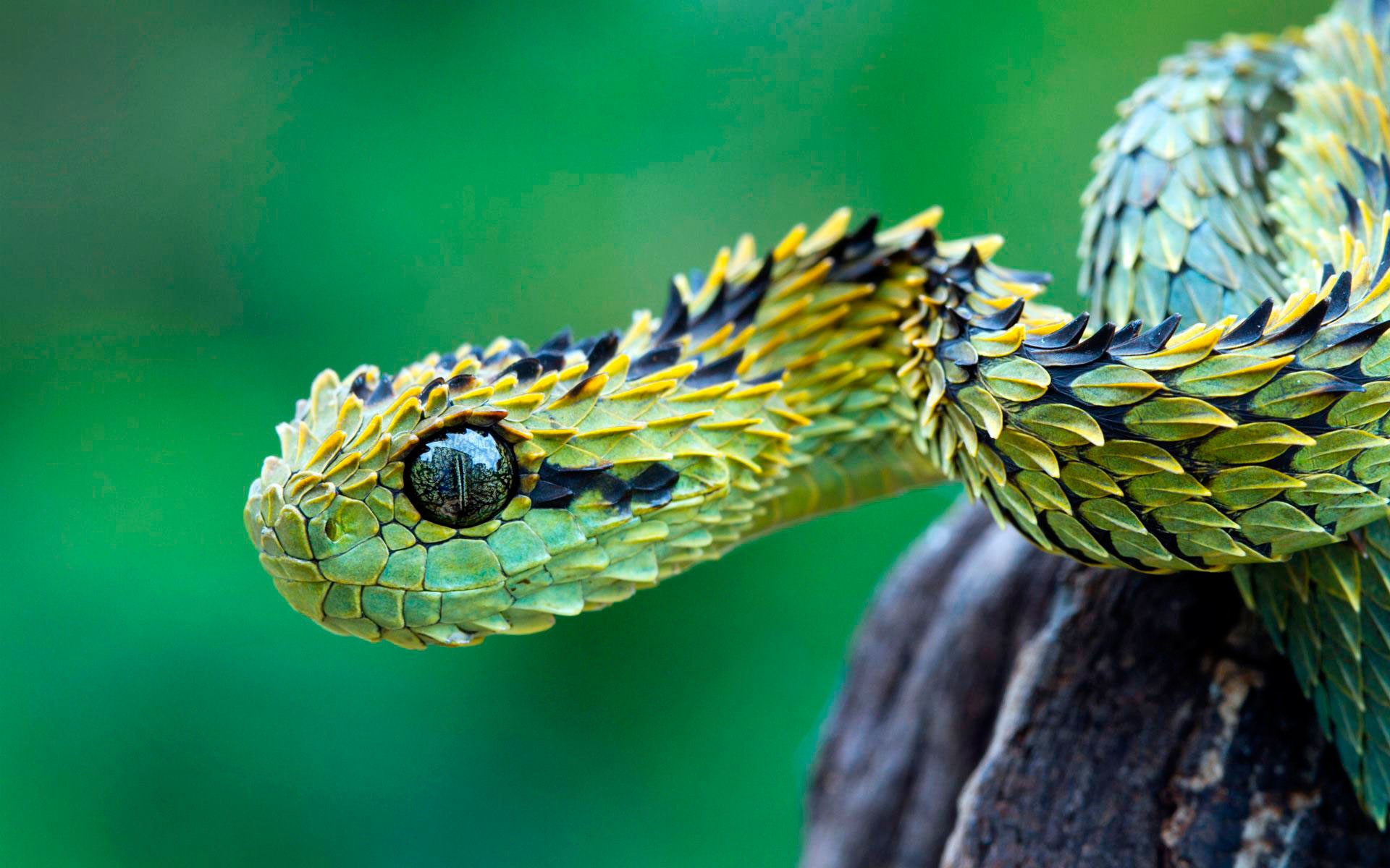 Close-up of a venomous bush viper with spiky scales HD Wallpaper