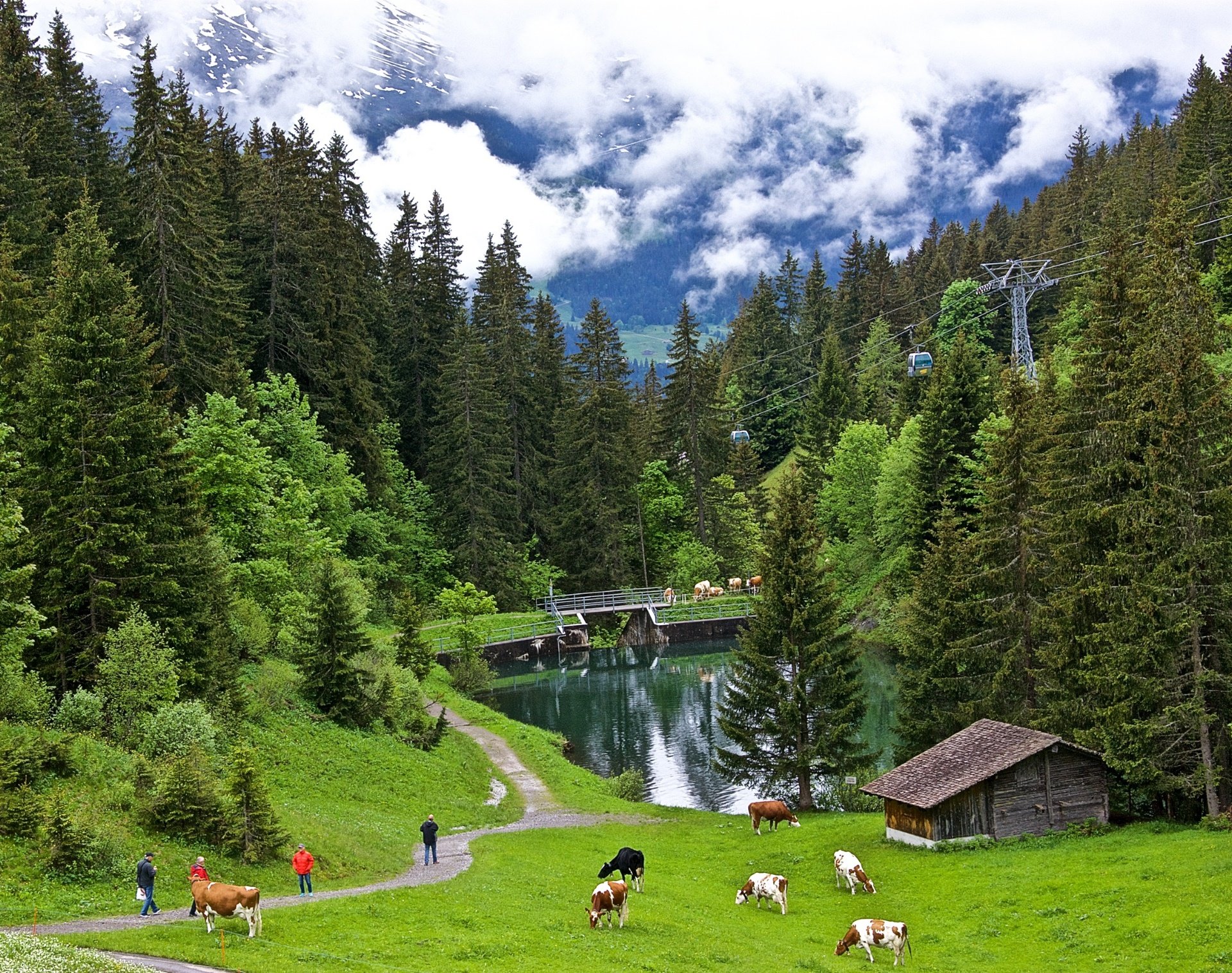 Cows grazing in a Swiss mountain landscape with a cable car HD Wallpaper
