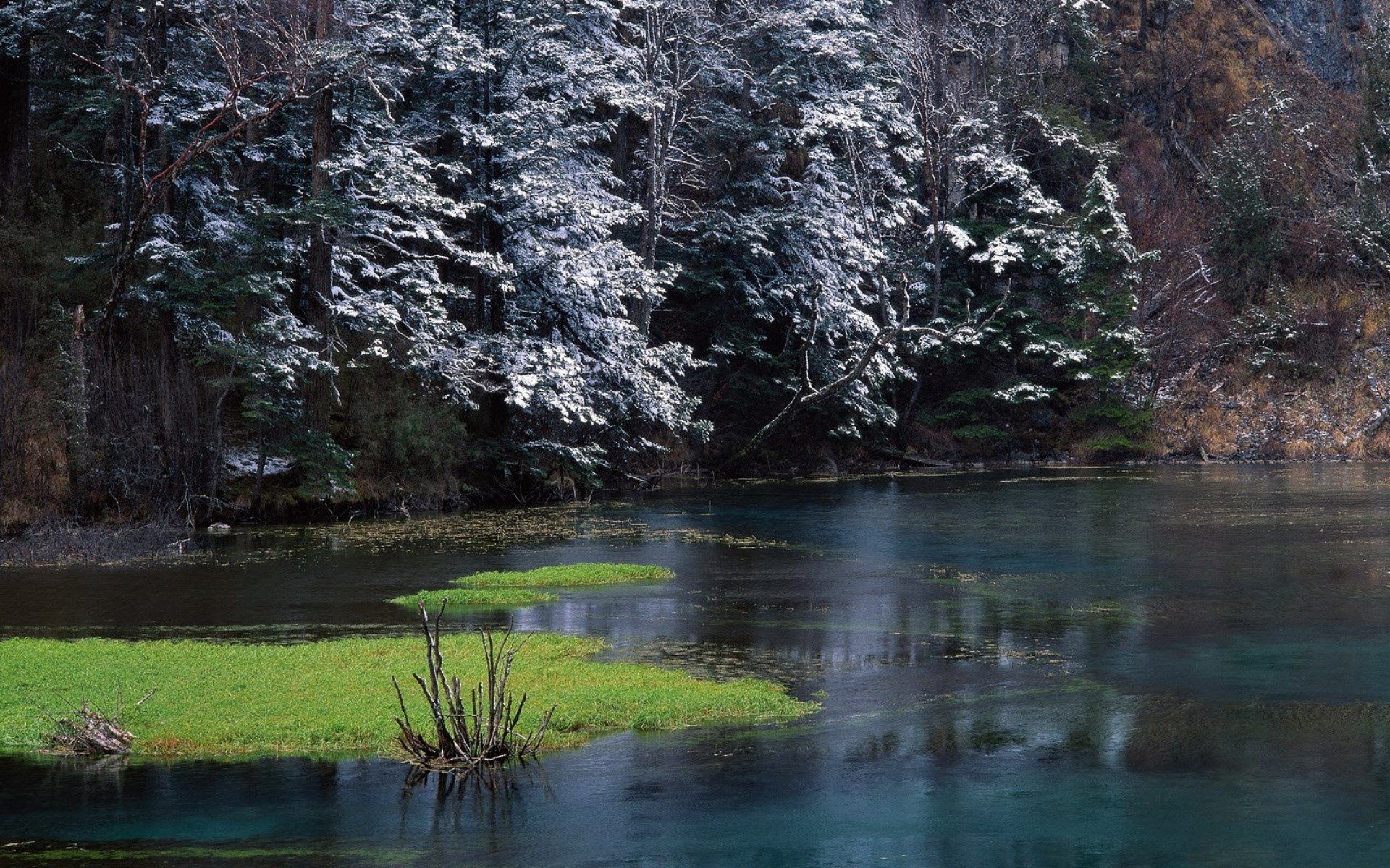 Snow-dusted forest beside a clear lake with green grass islands HD Wallpaper