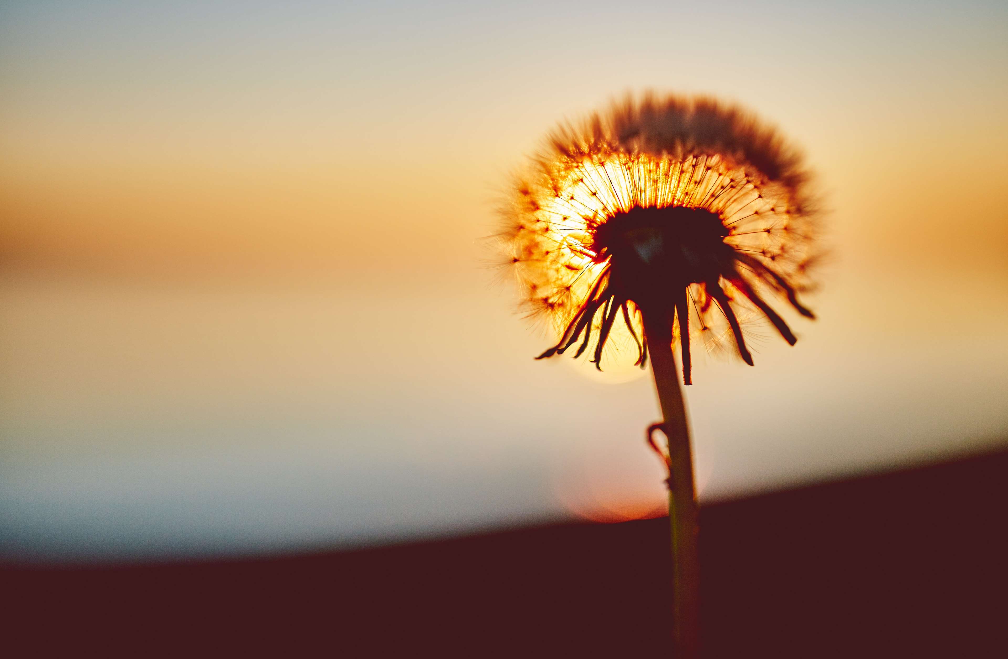 Dandelion at Sunset 4K HD Wallpaper
