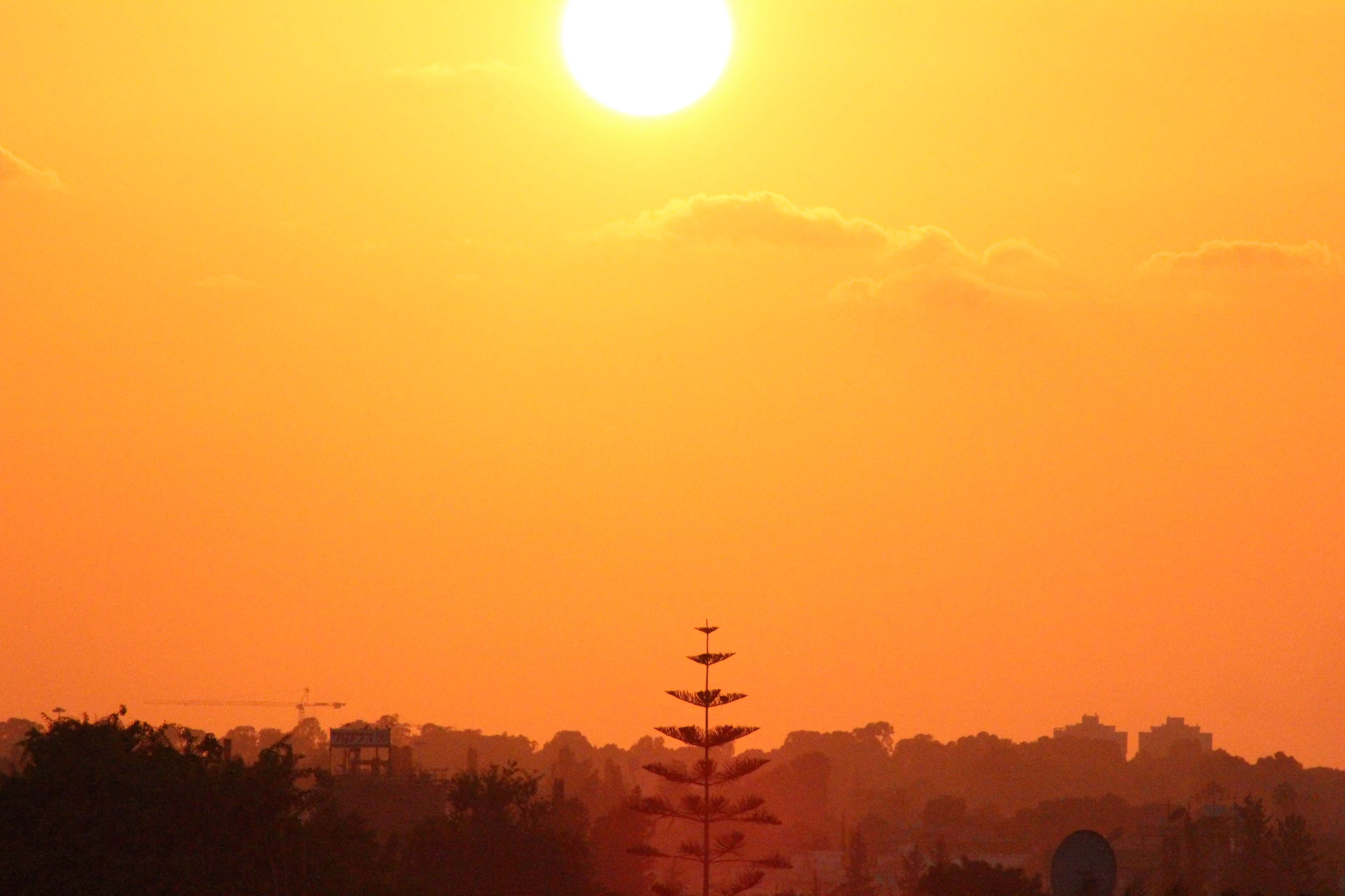Sunset over a city skyline with a tall tree HD Wallpaper