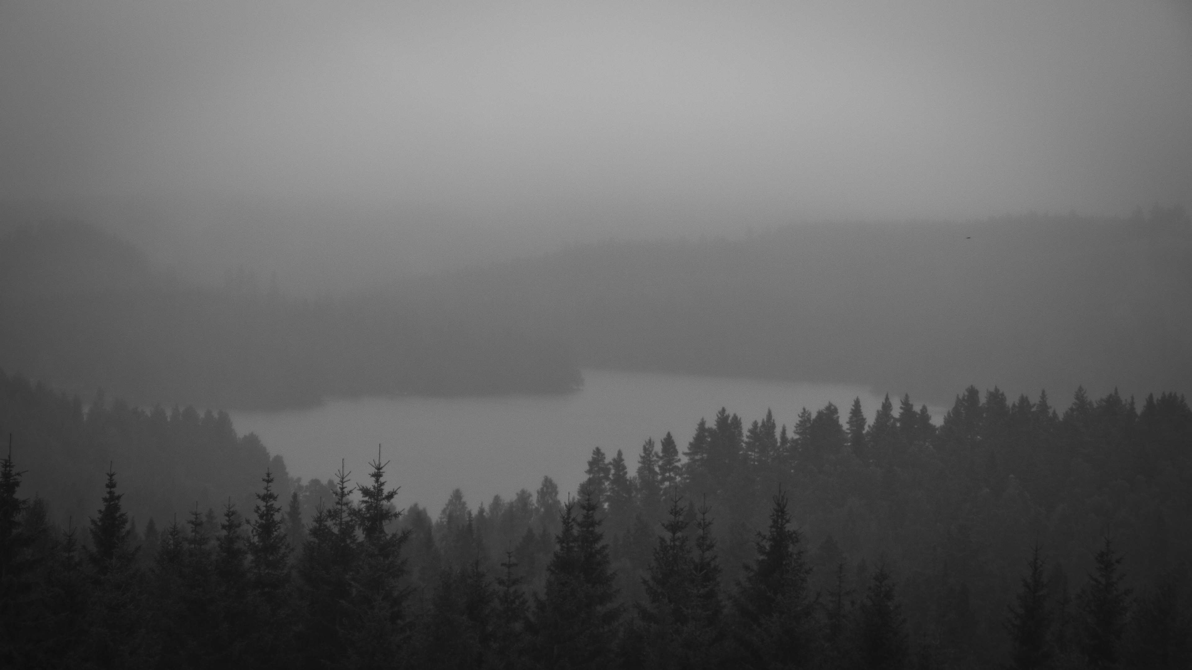 Black and white forest and lake in mist 4K HD Wallpaper