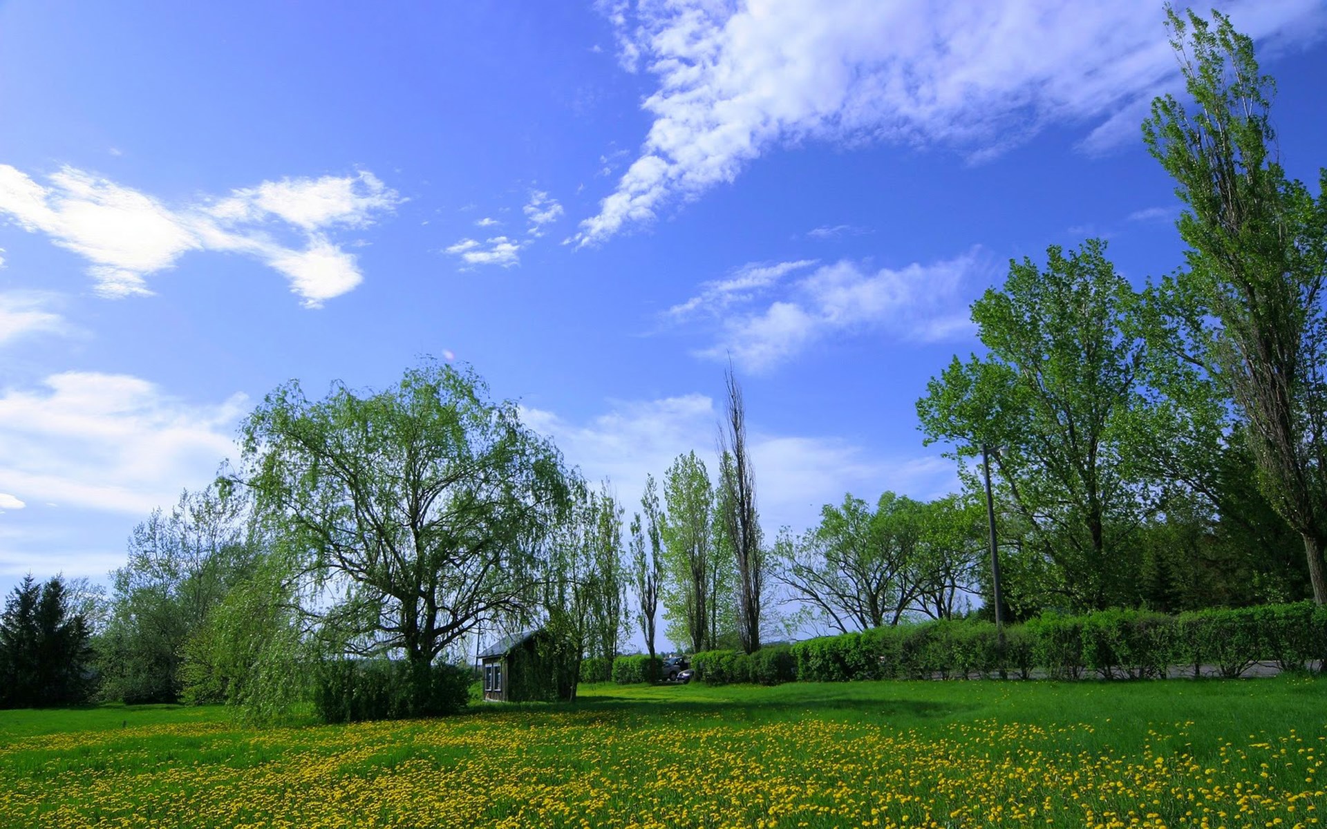 Field of yellow flowers and trees under a blue sky HD Wallpaper
