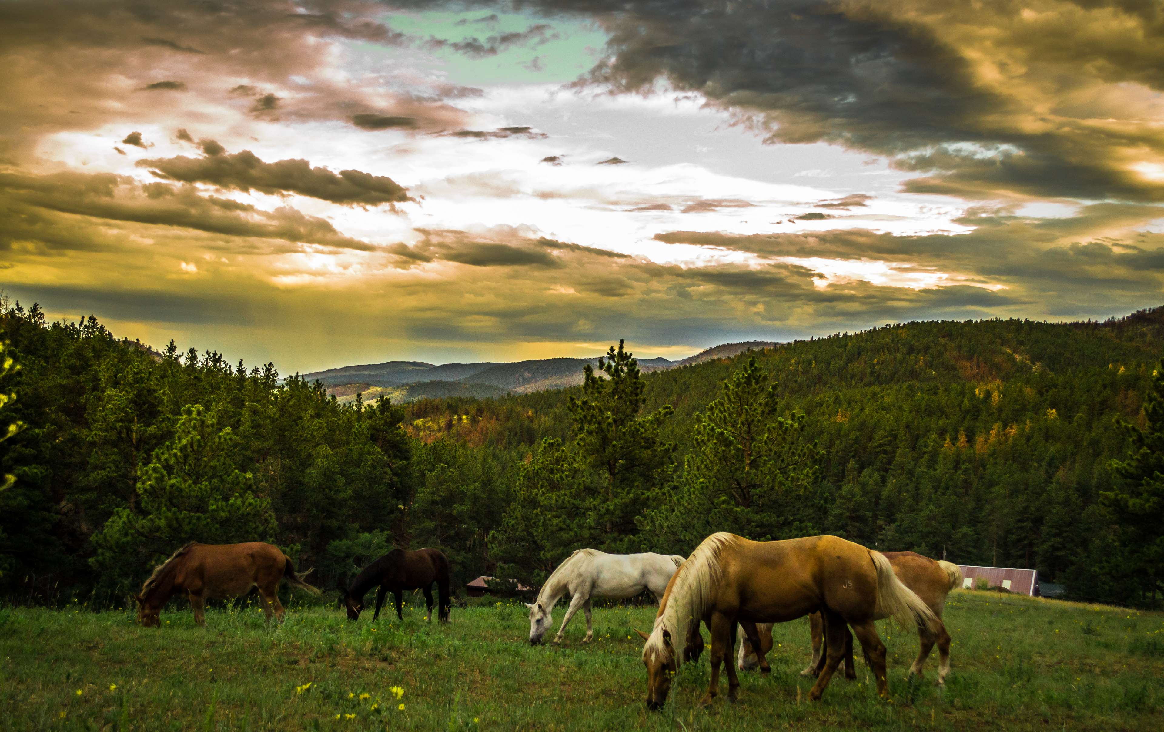 Horses grazing in a meadow with a forest and mountains HD Wallpaper