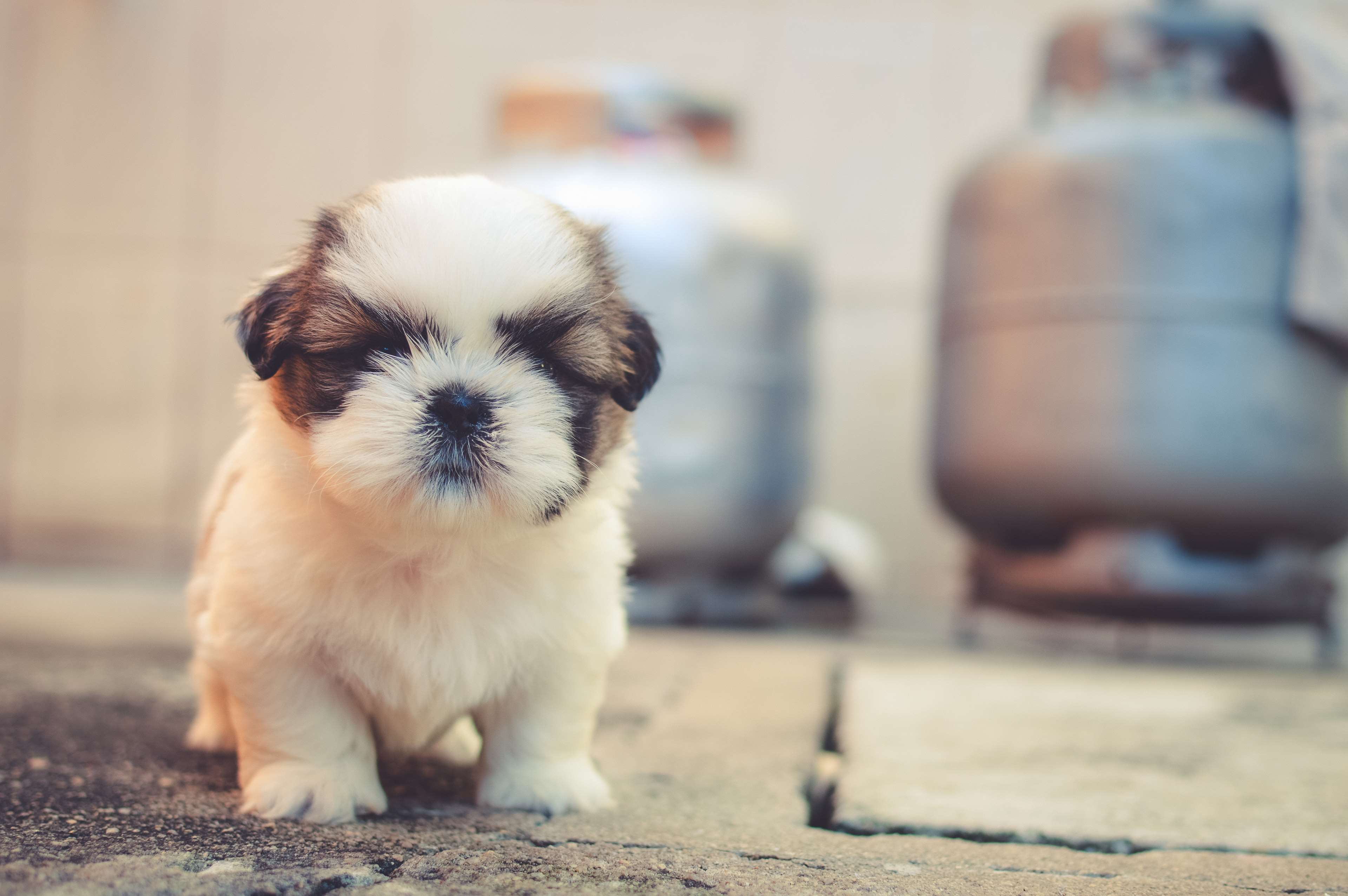 Cute Shih Tzu puppy with brown and white fur HD Wallpaper