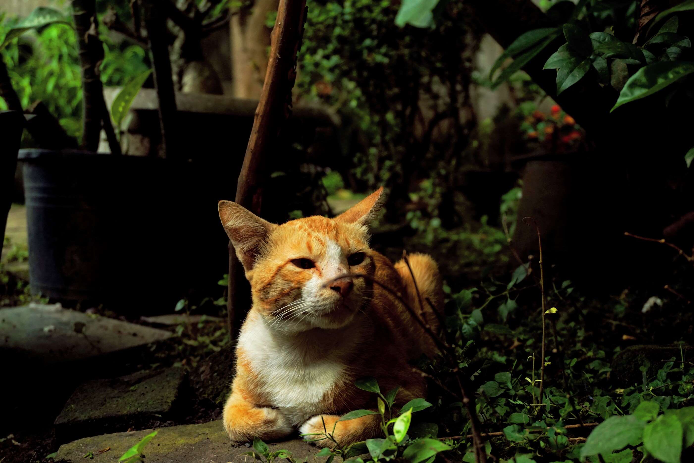 Orange and white cat resting outdoors HD Wallpaper