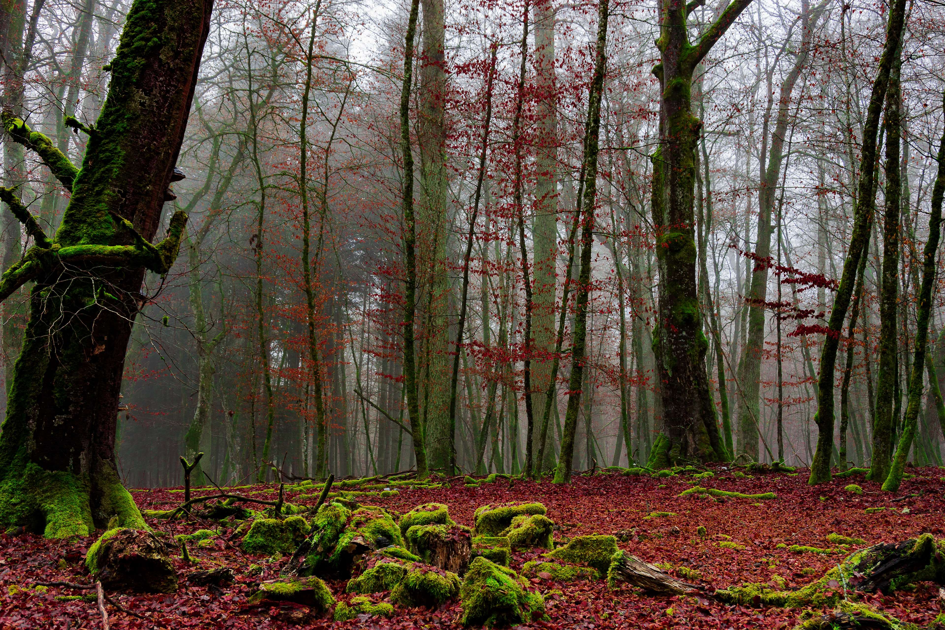 Misty forest with red leaves and mossy rocks HD Wallpaper