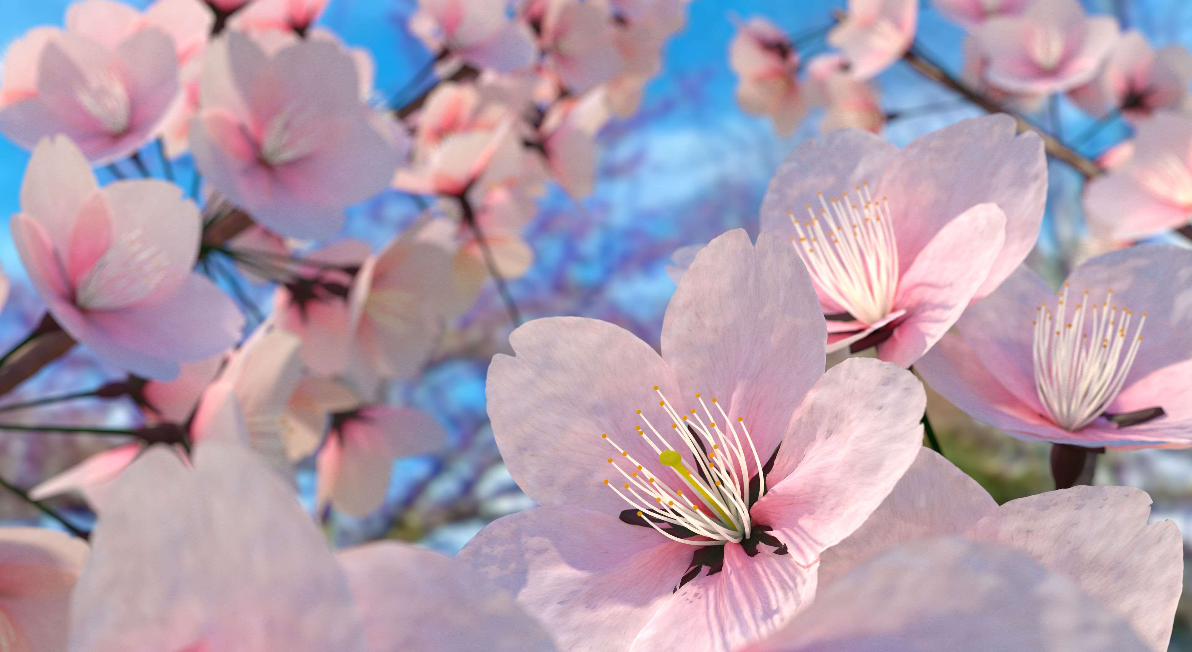 Close-up of pink cherry blossoms against a blue sky HD Wallpaper