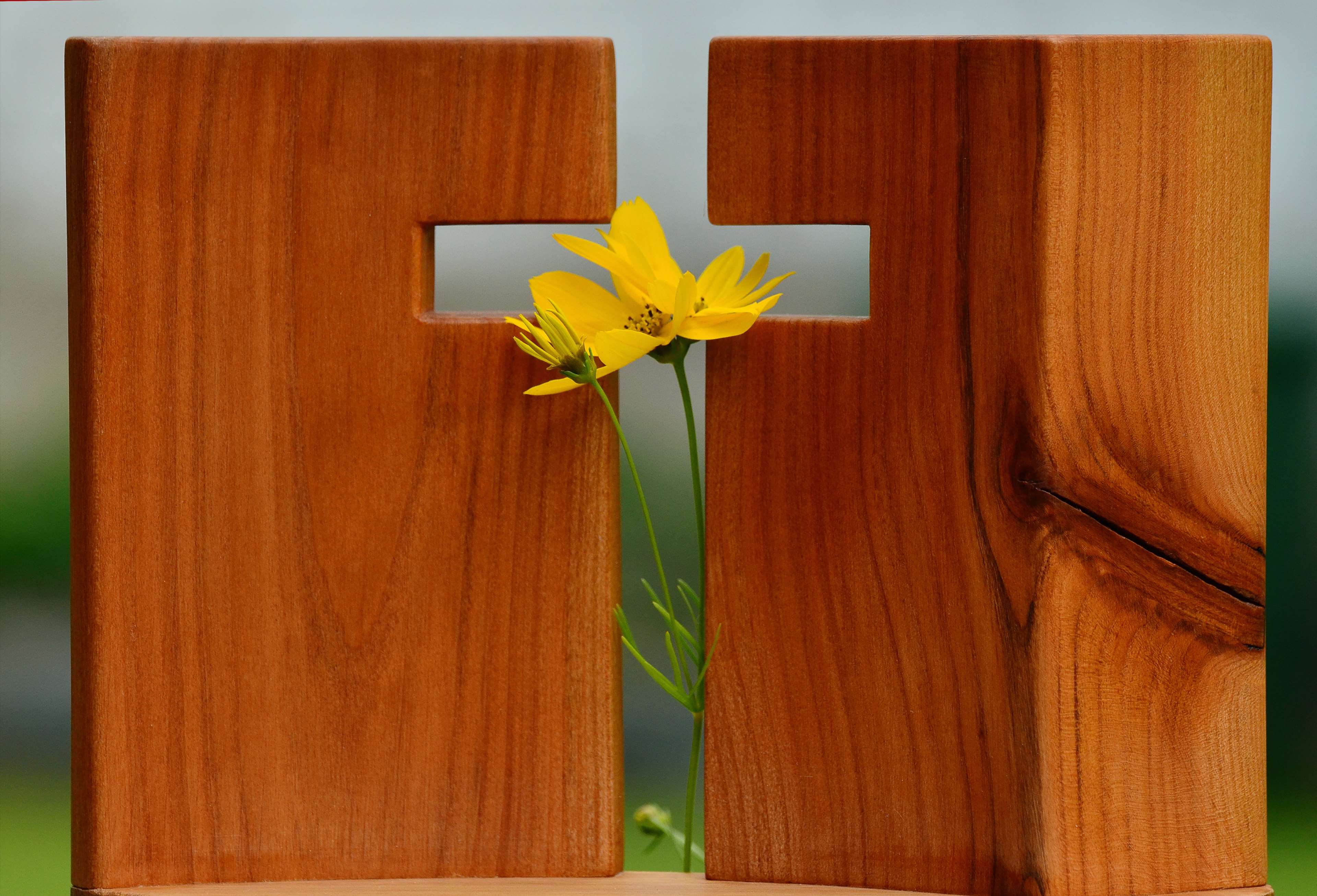 Wooden Cross with Yellow Flower Symbolizing Faith HD Wallpaper